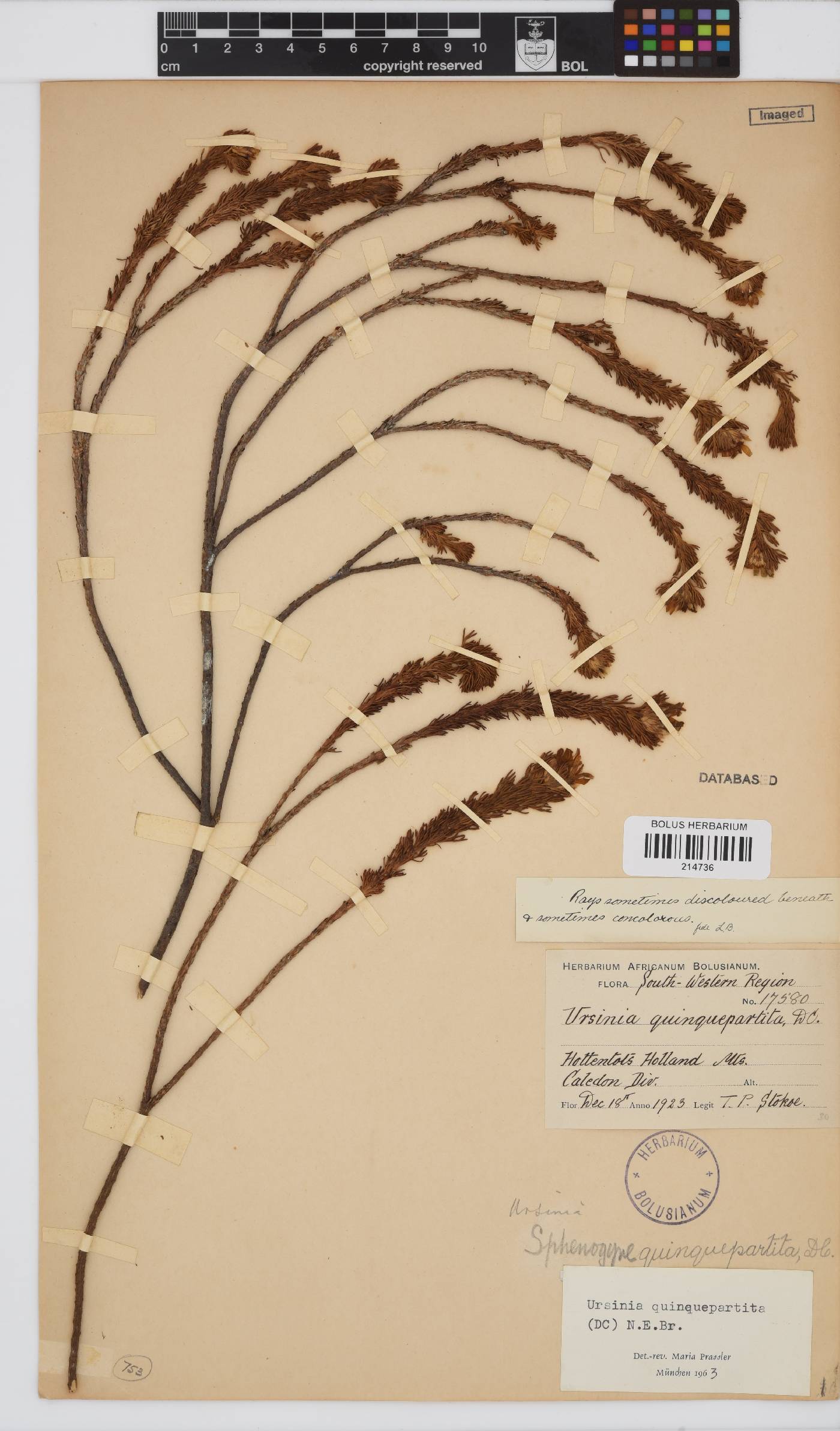 Ursinia quinquepartita image