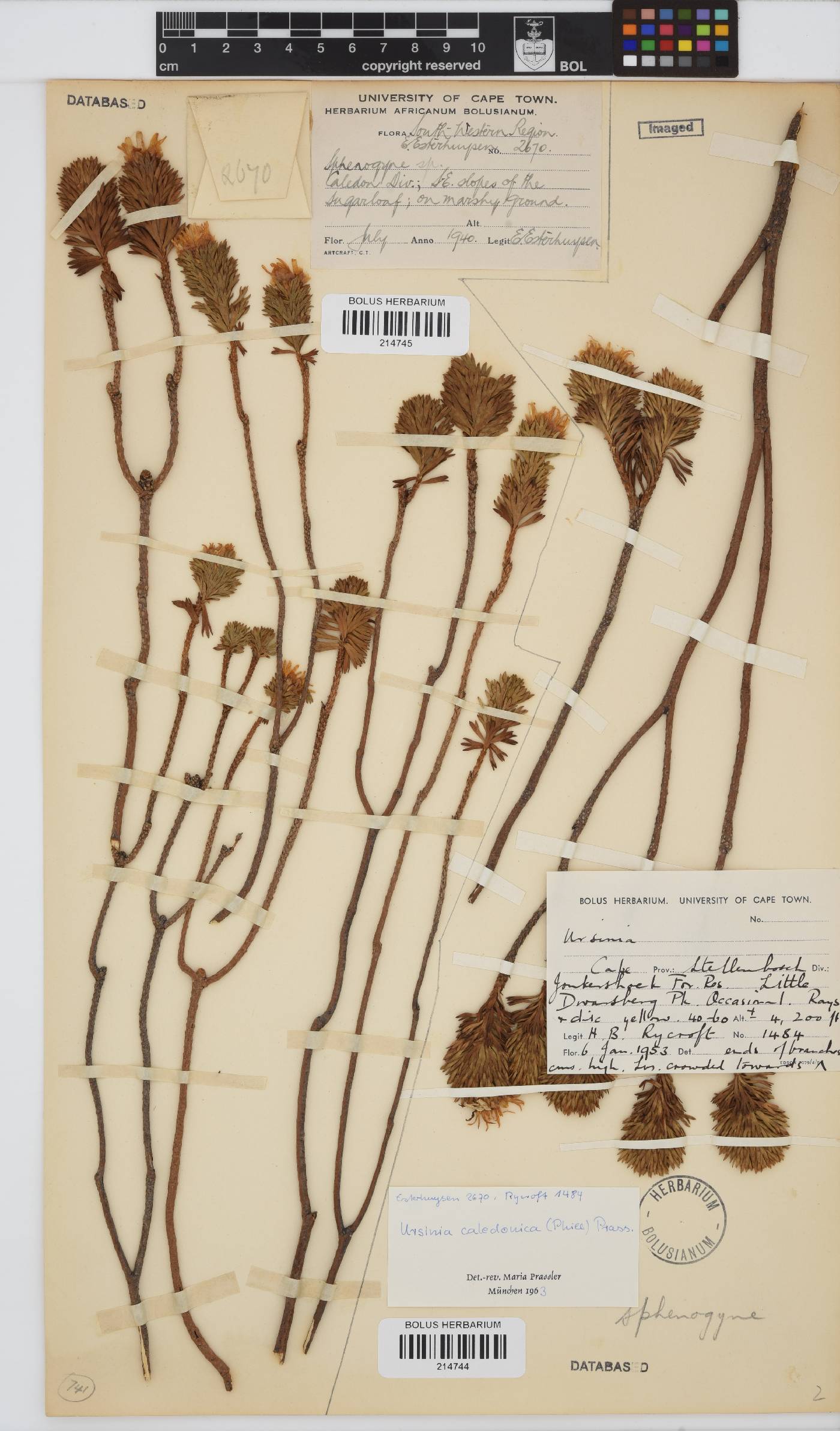 Ursinia caledonica image