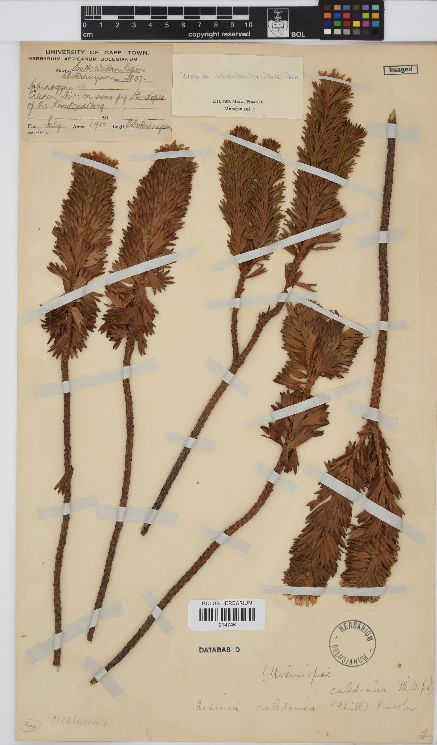 Ursinia caledonica image