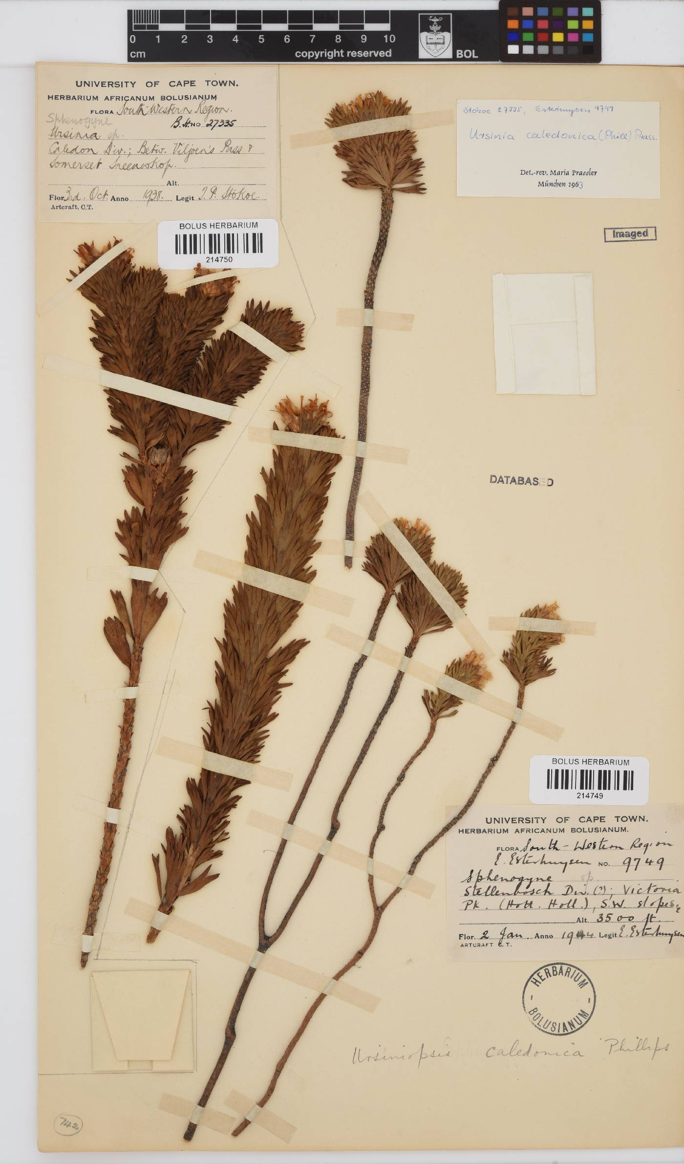 Ursinia caledonica image