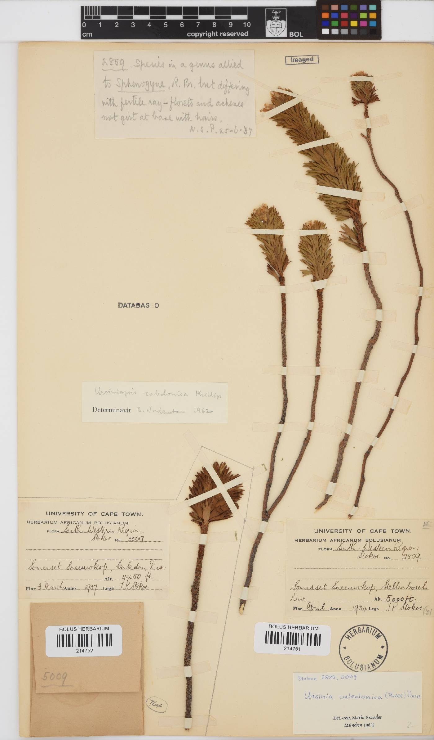 Ursinia caledonica image