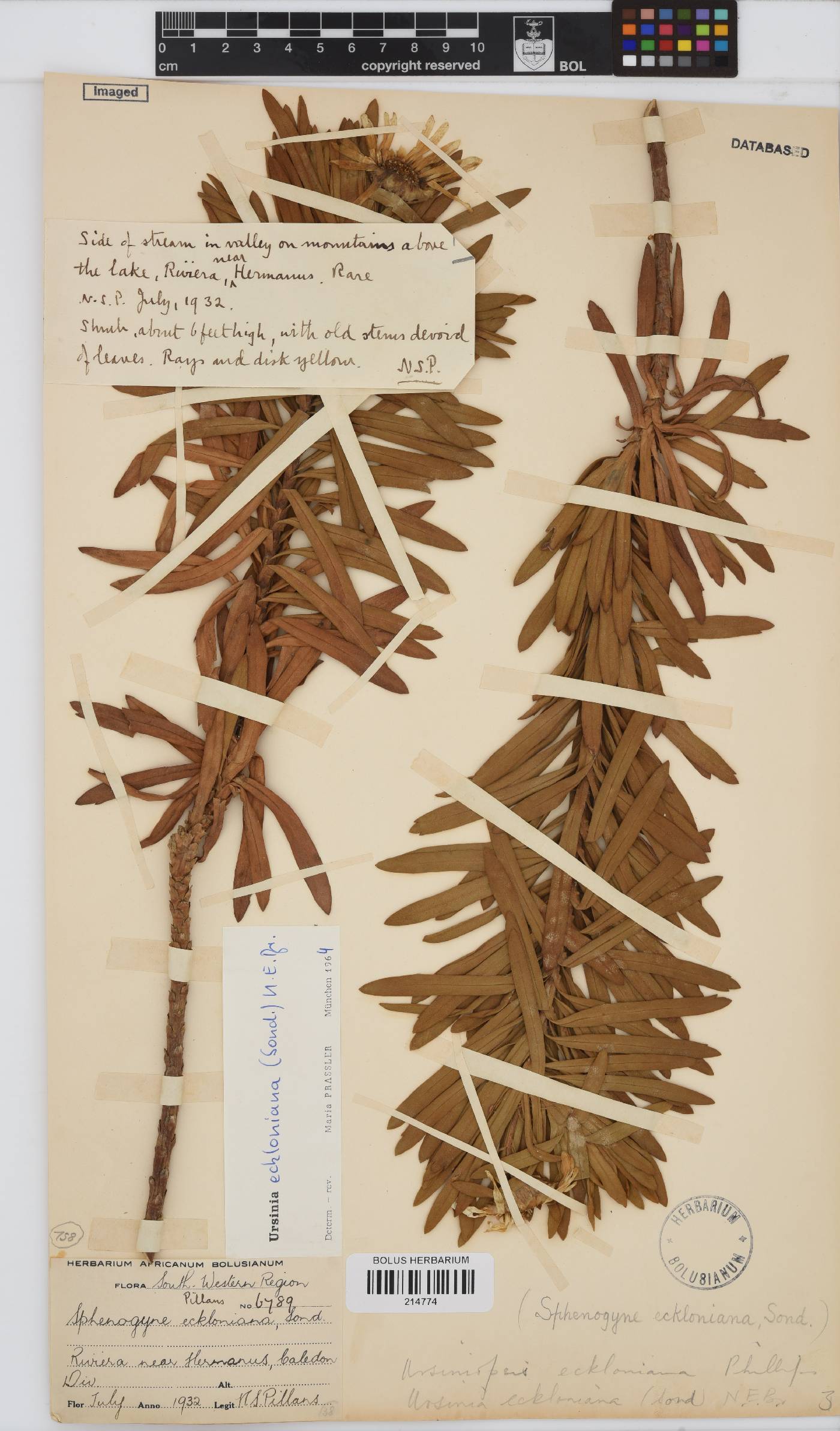 Ursinia eckloniana image