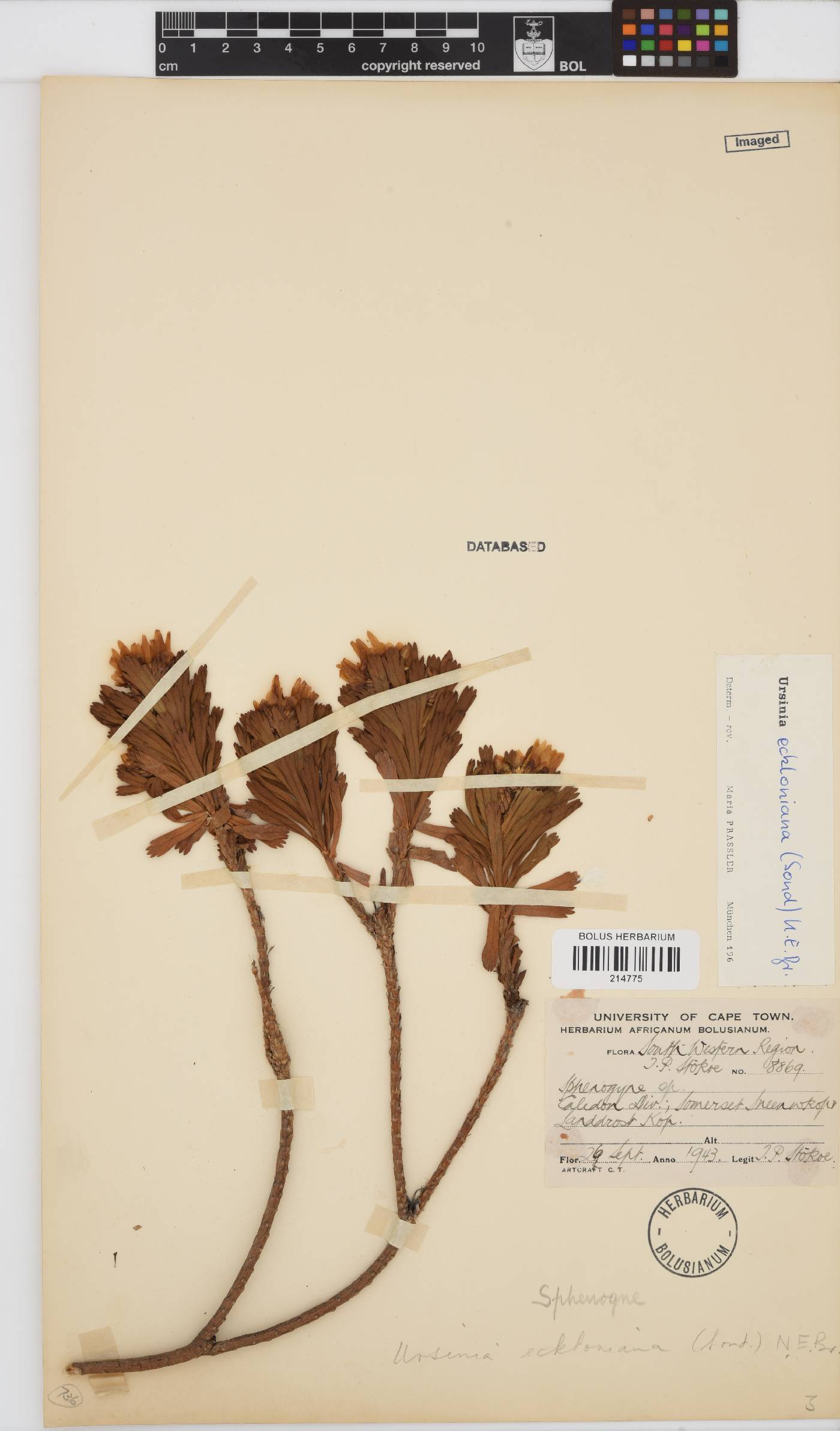 Ursinia eckloniana image
