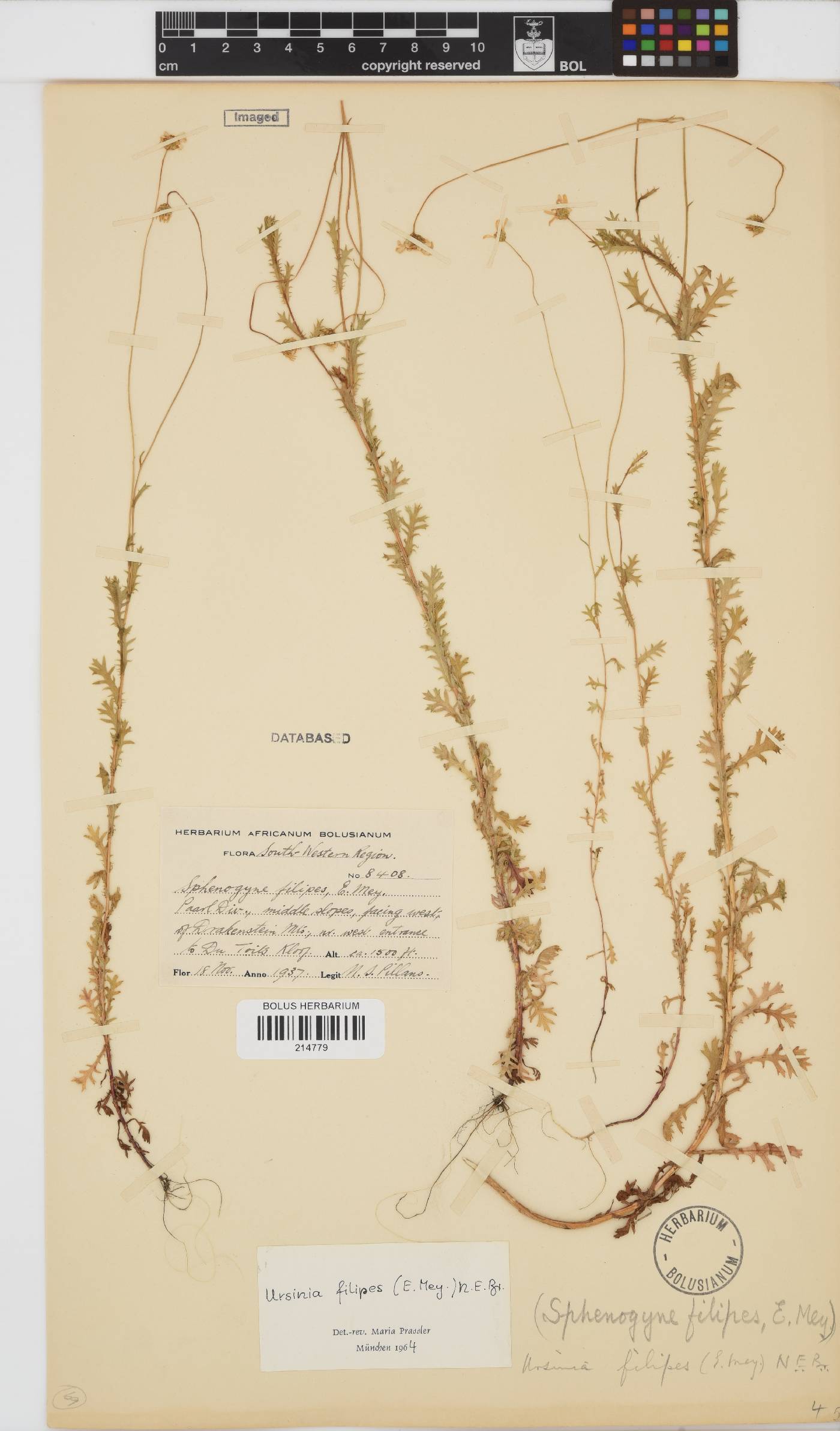 Ursinia filipes image