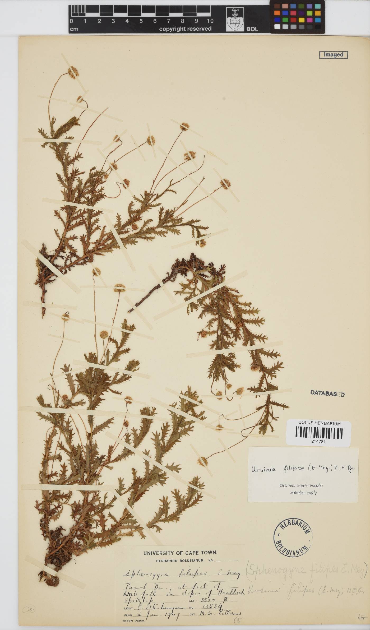 Ursinia filipes image