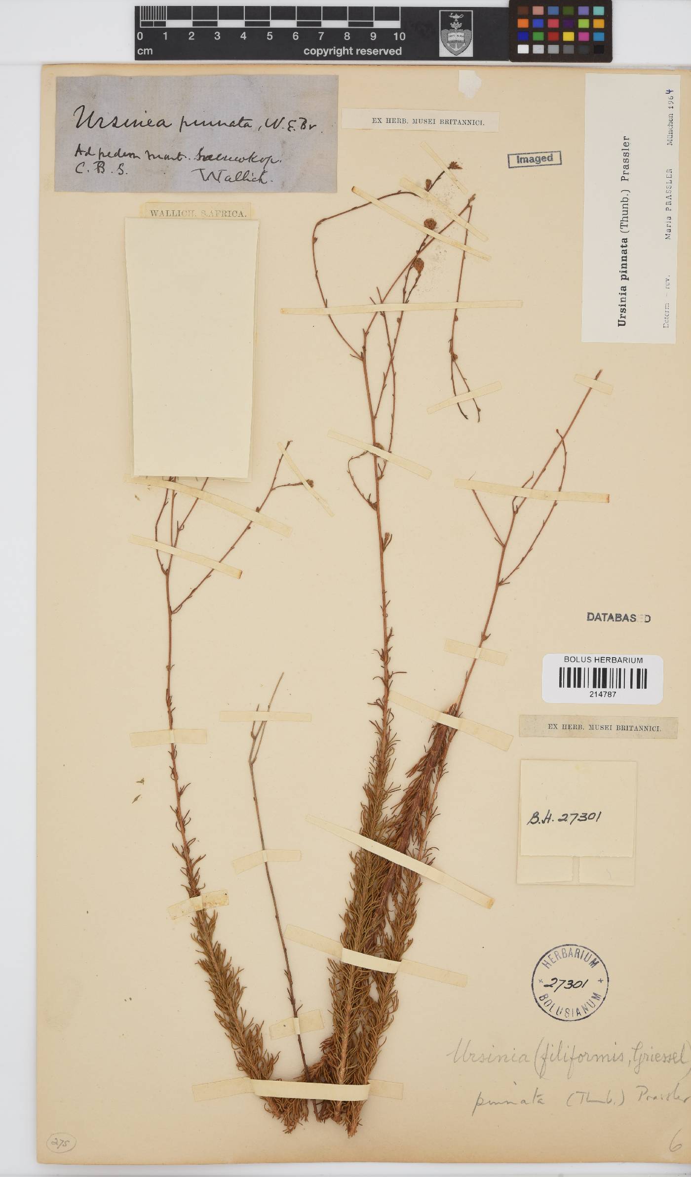 Ursinia pinnata image