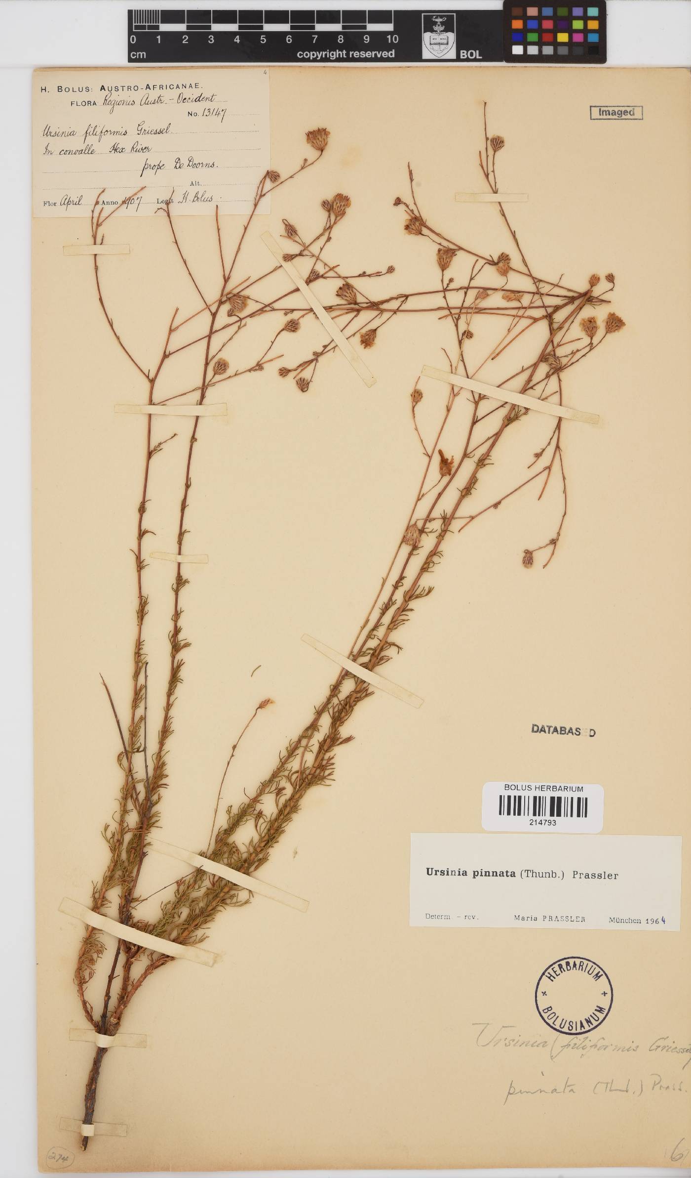 Ursinia pinnata image