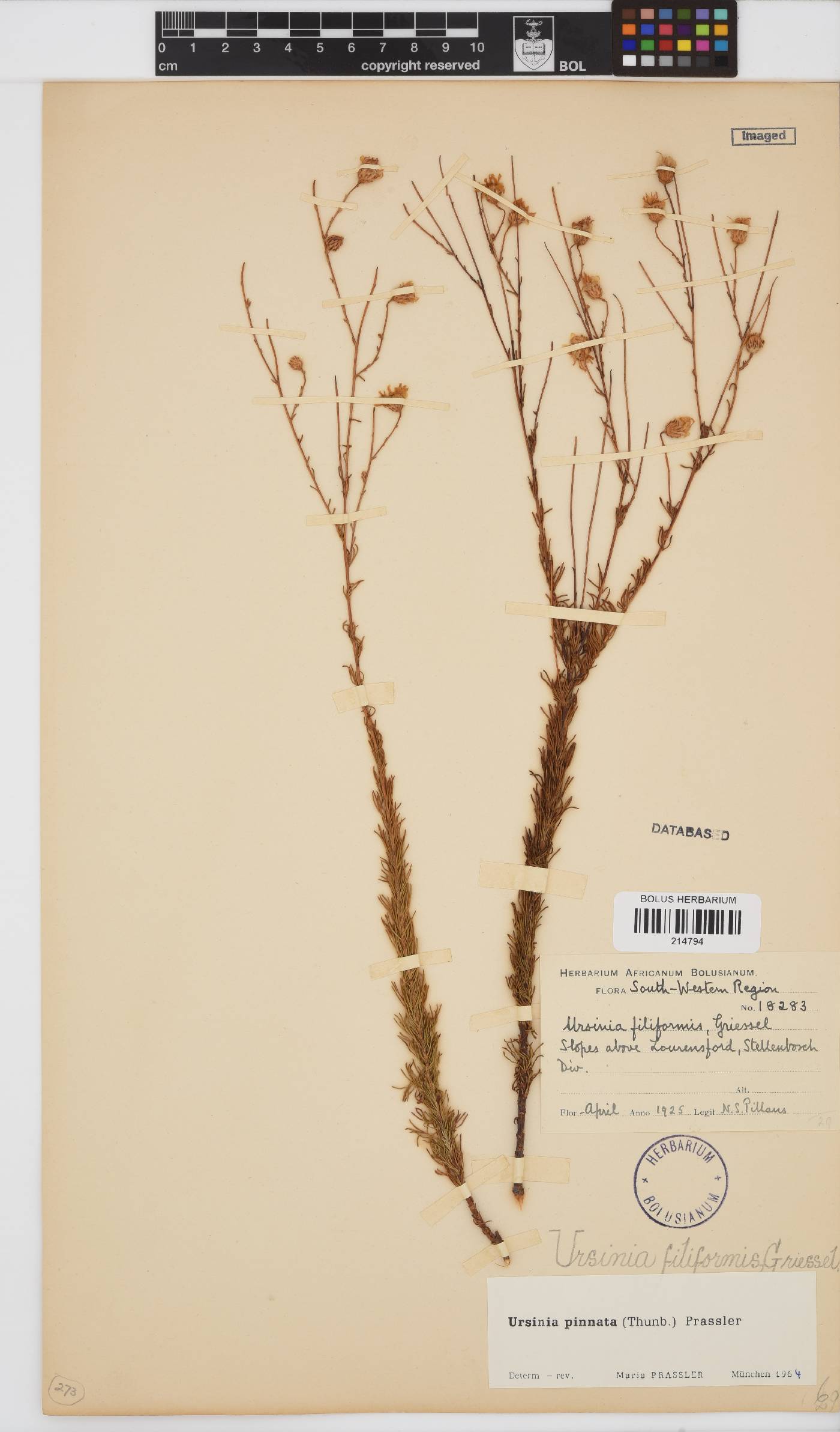 Ursinia pinnata image