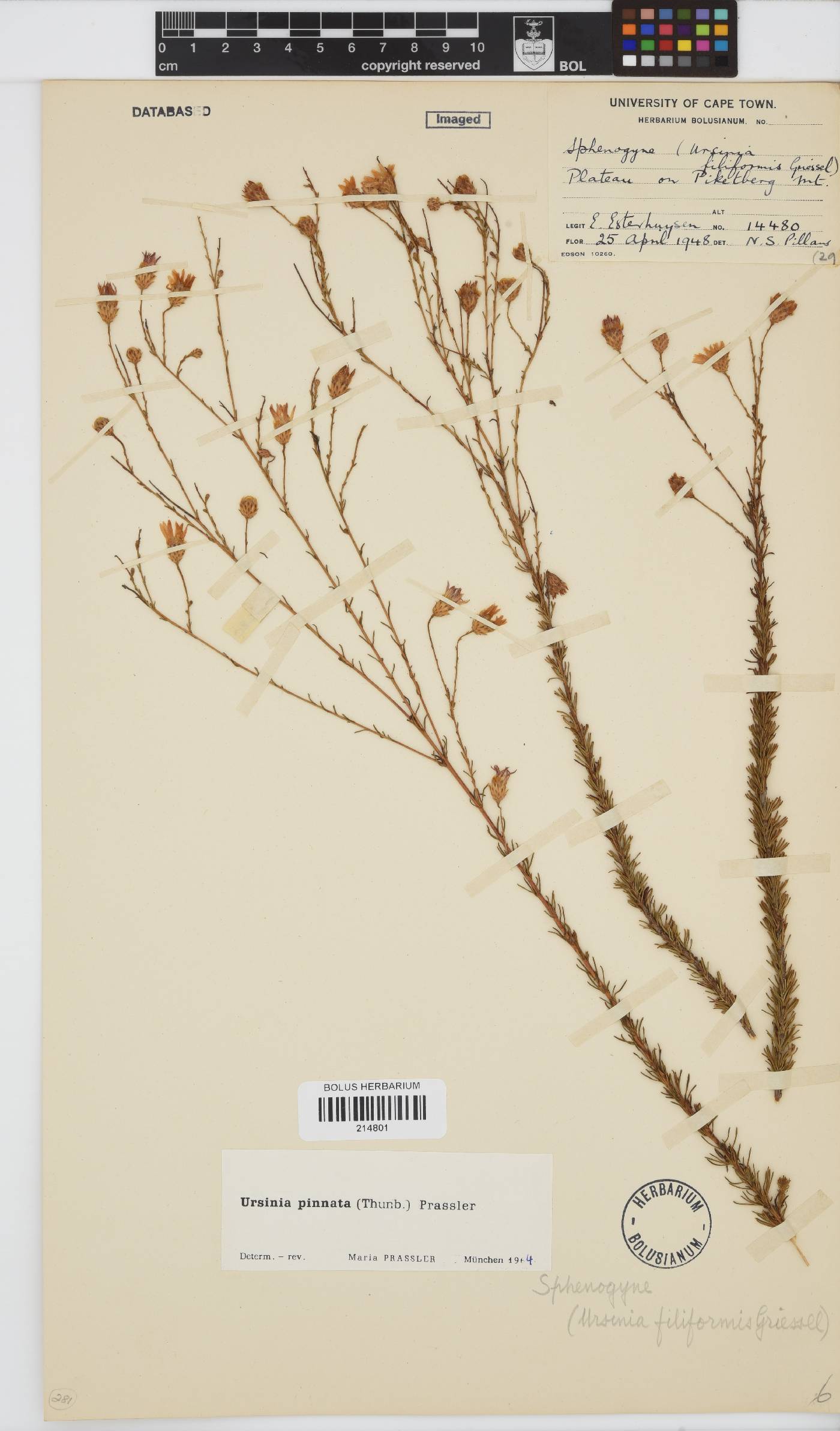 Ursinia pinnata image