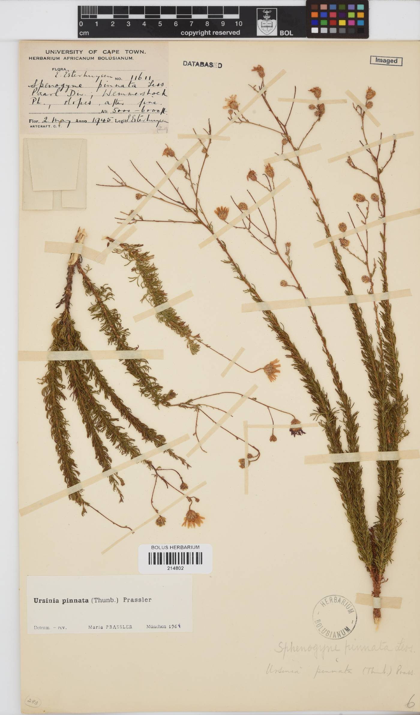 Ursinia pinnata image