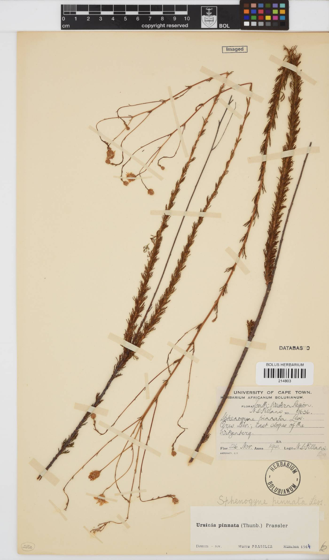 Ursinia pinnata image