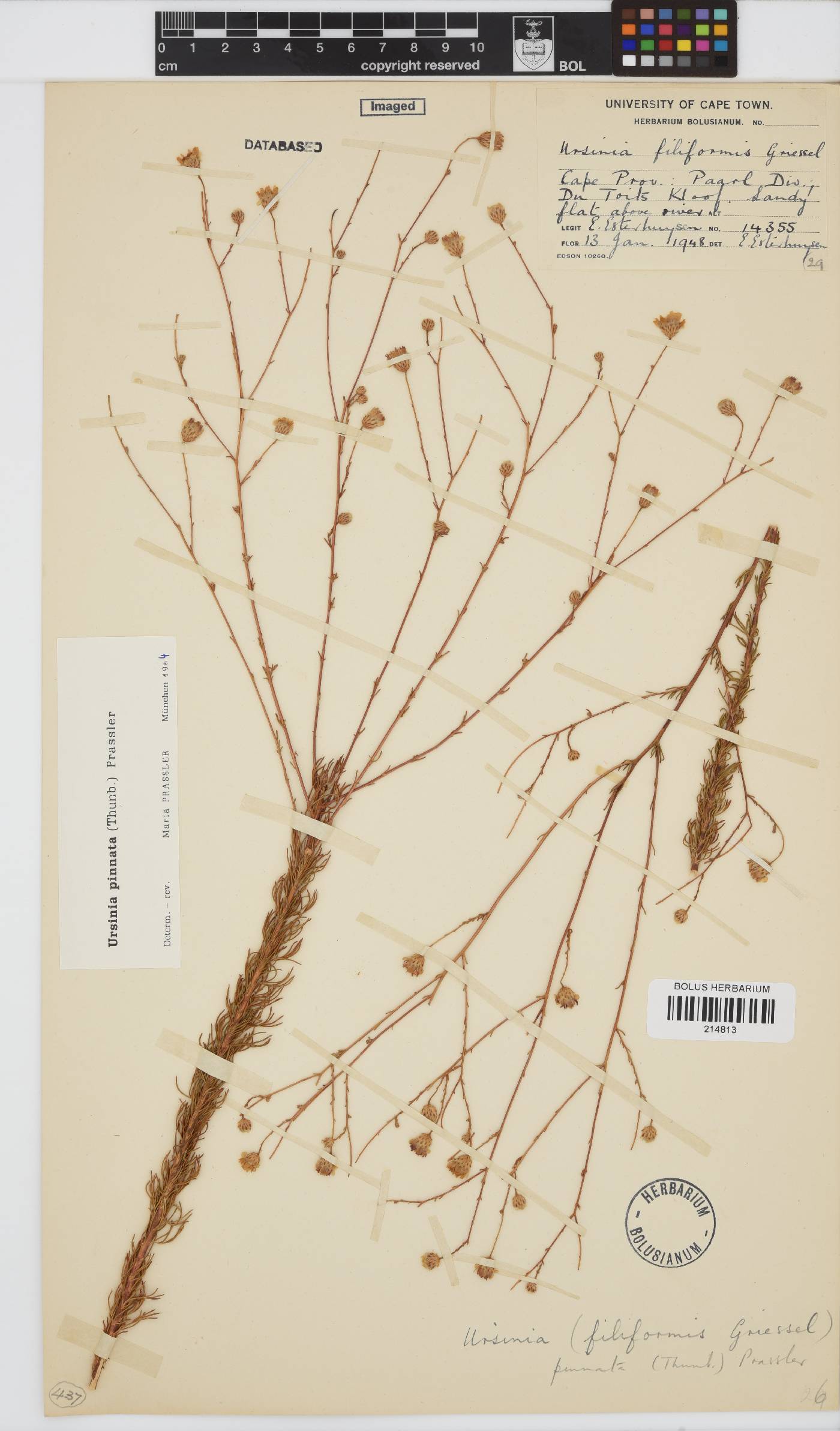 Ursinia pinnata image