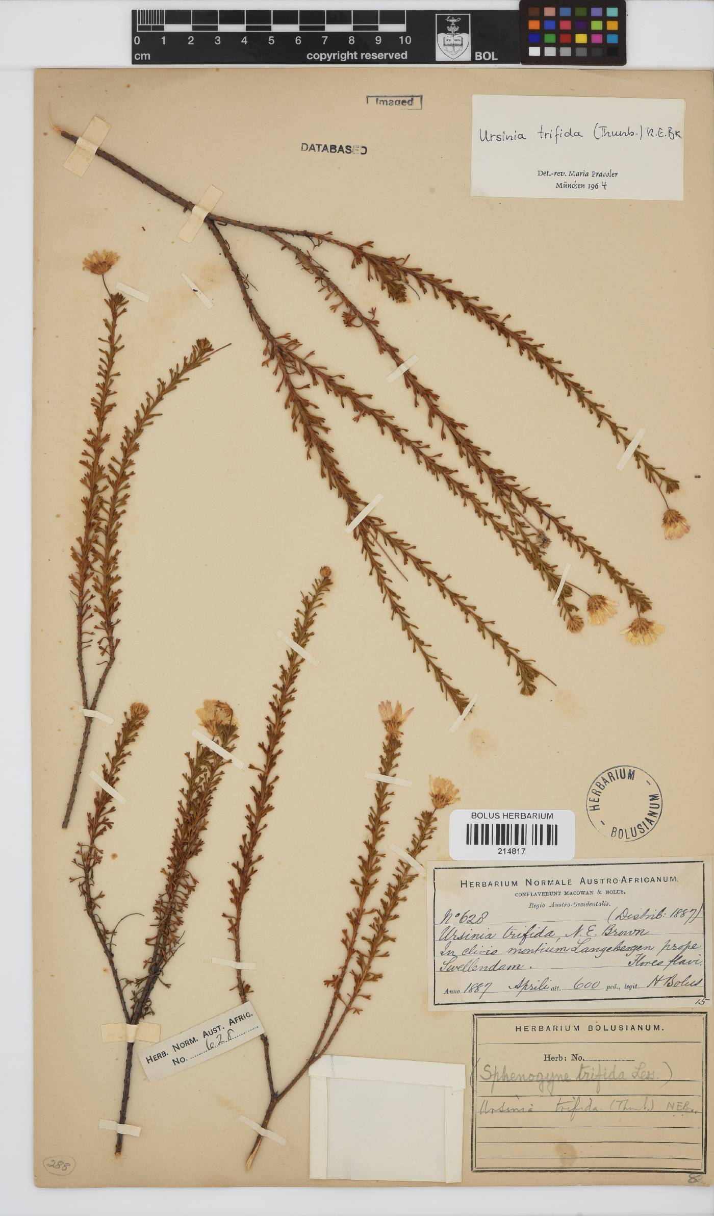 Ursinia trifida image