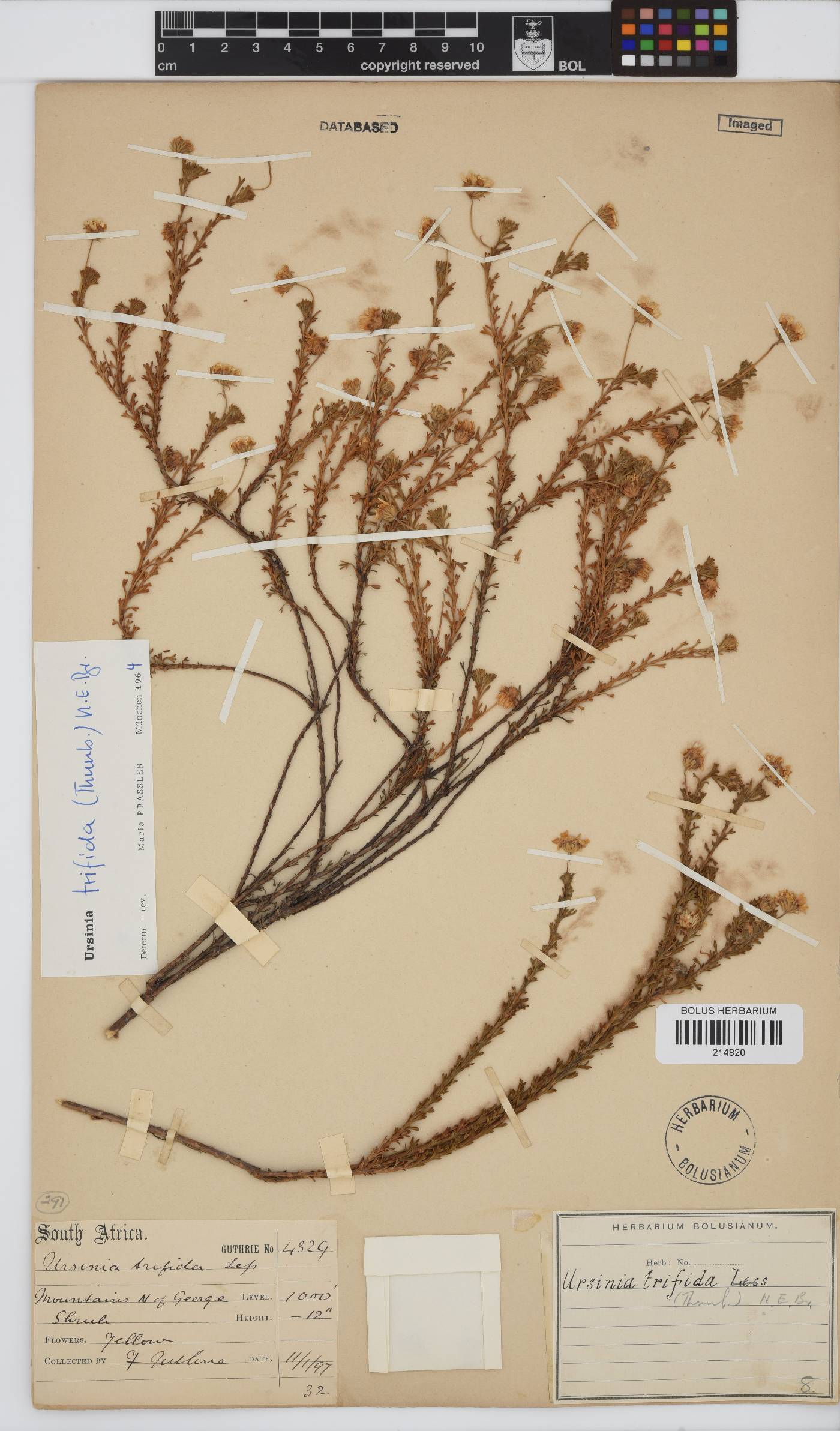 Ursinia trifida image