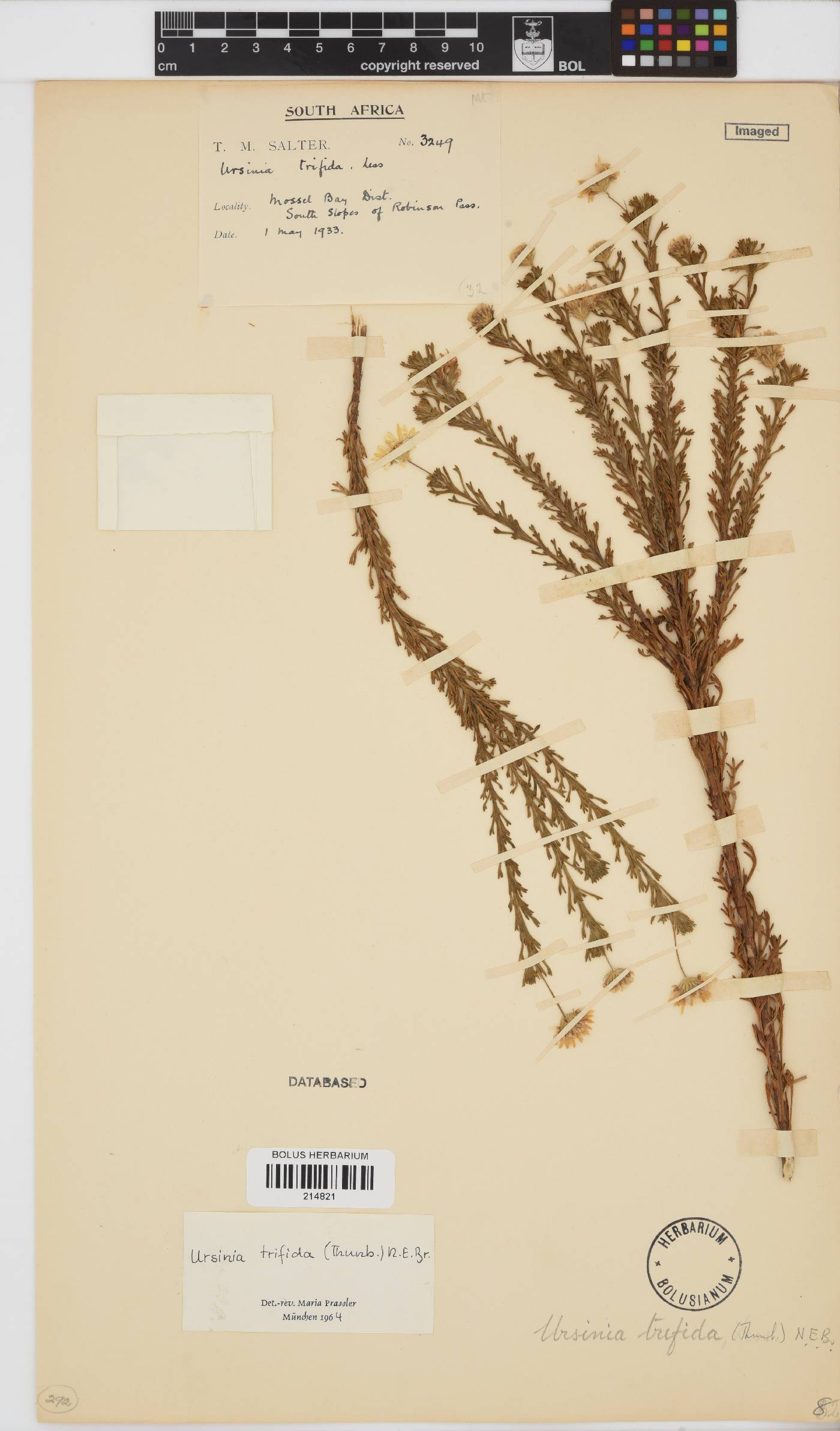 Ursinia trifida image