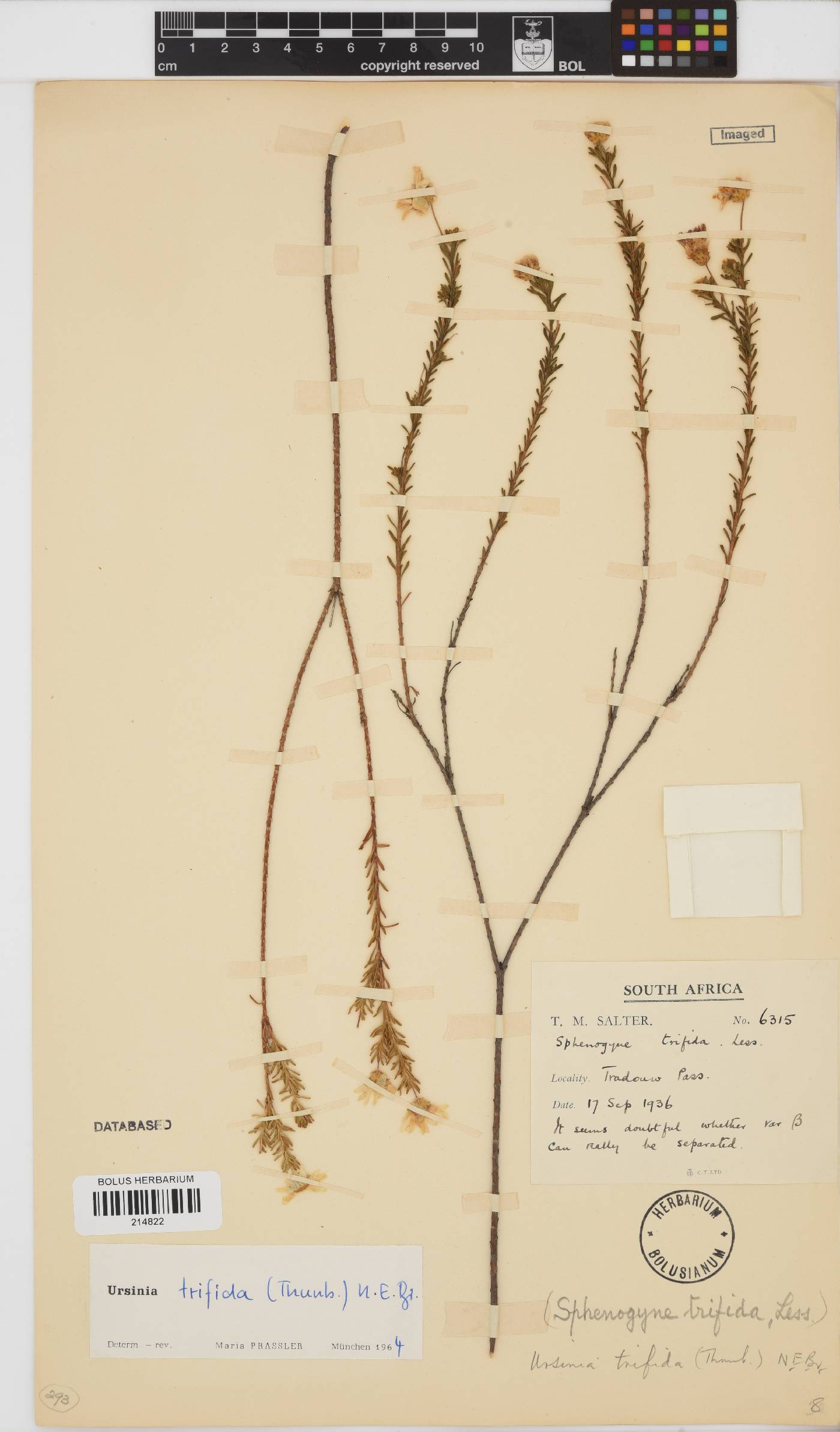 Ursinia trifida image