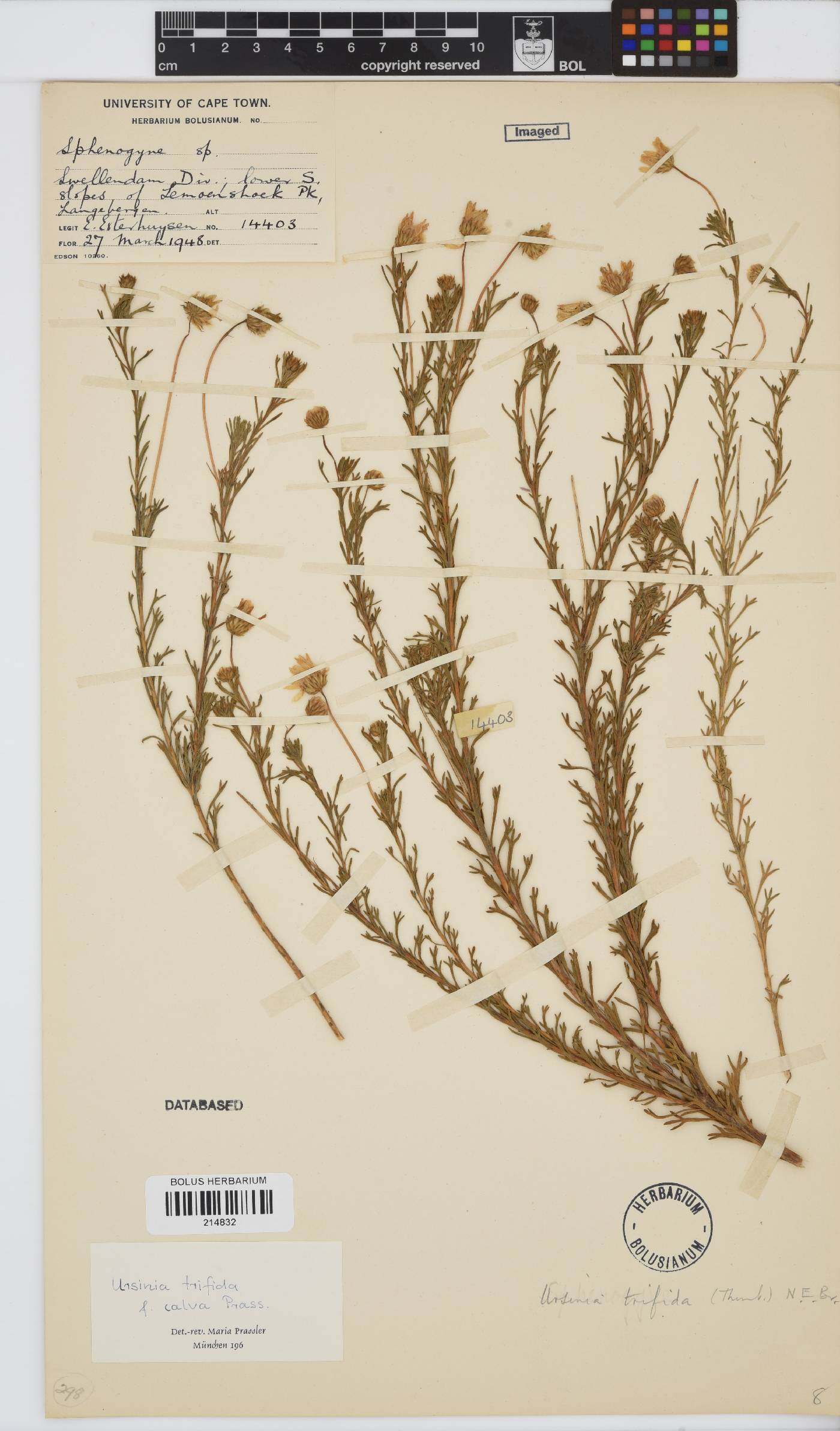 Ursinia trifida image
