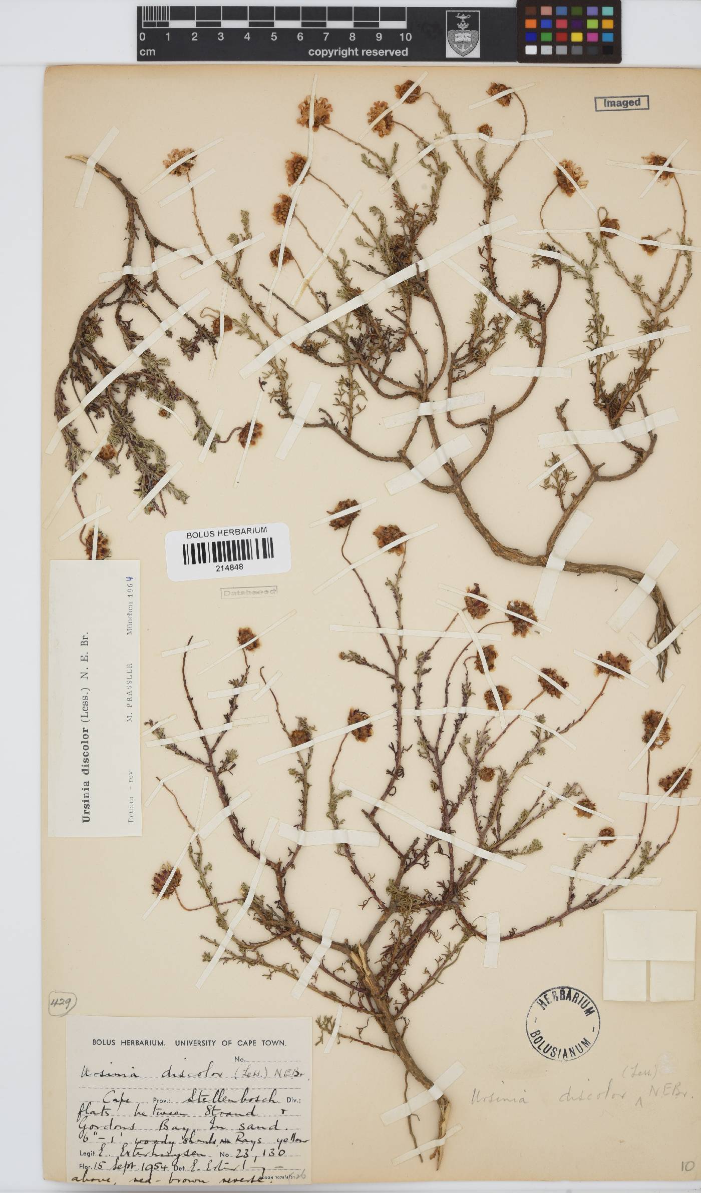 Ursinia discolor image