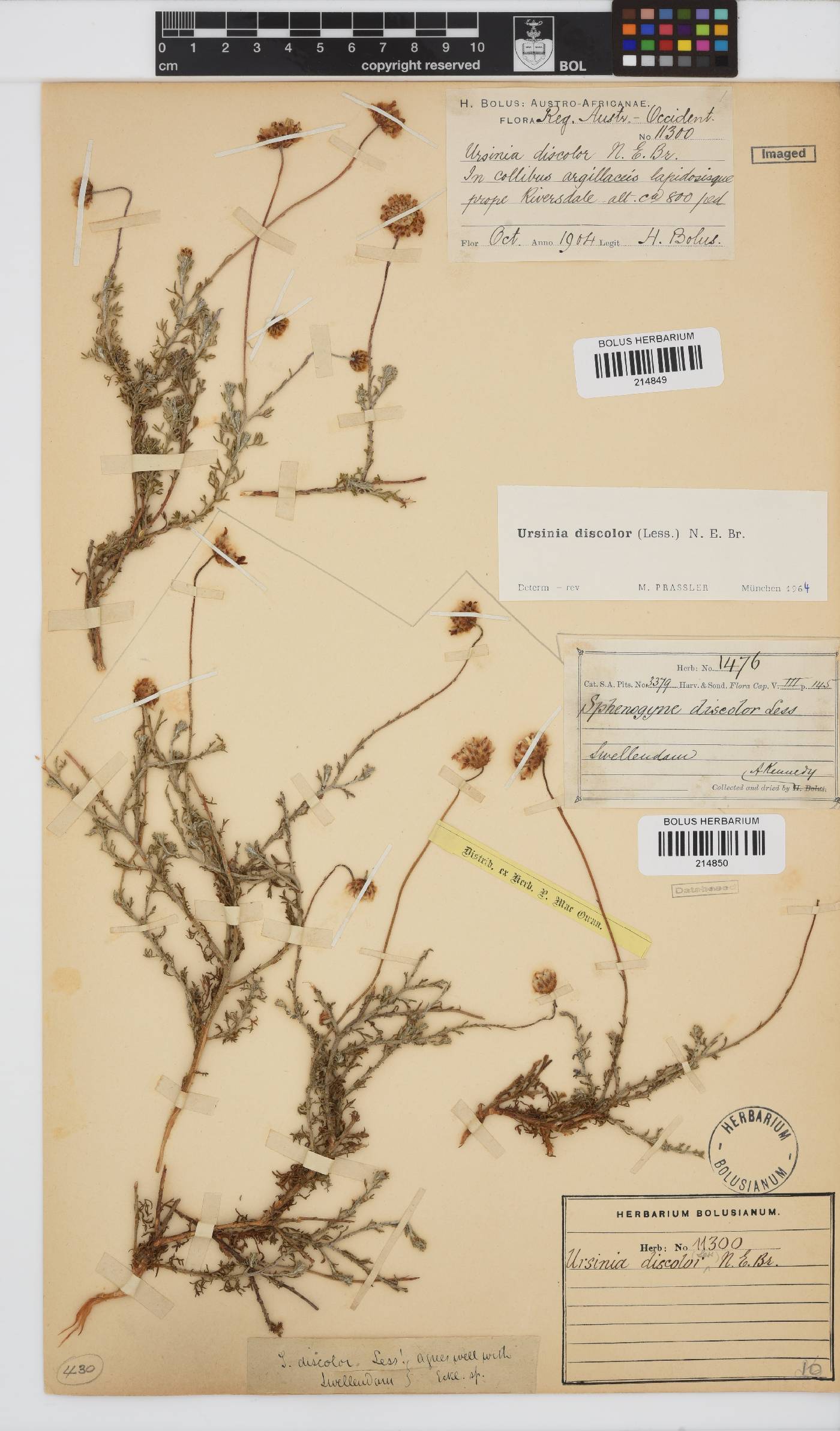 Ursinia discolor image