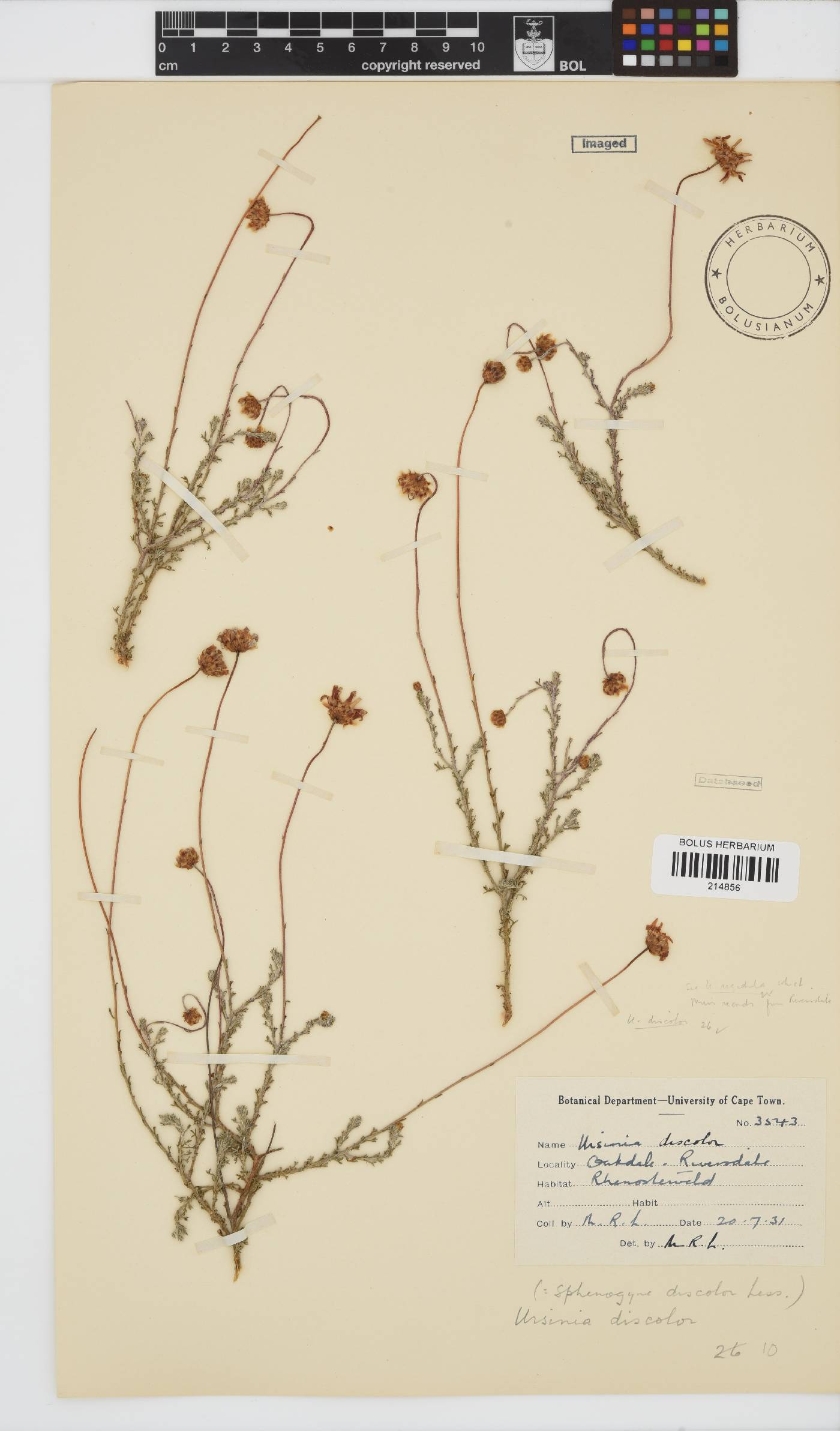 Ursinia discolor image