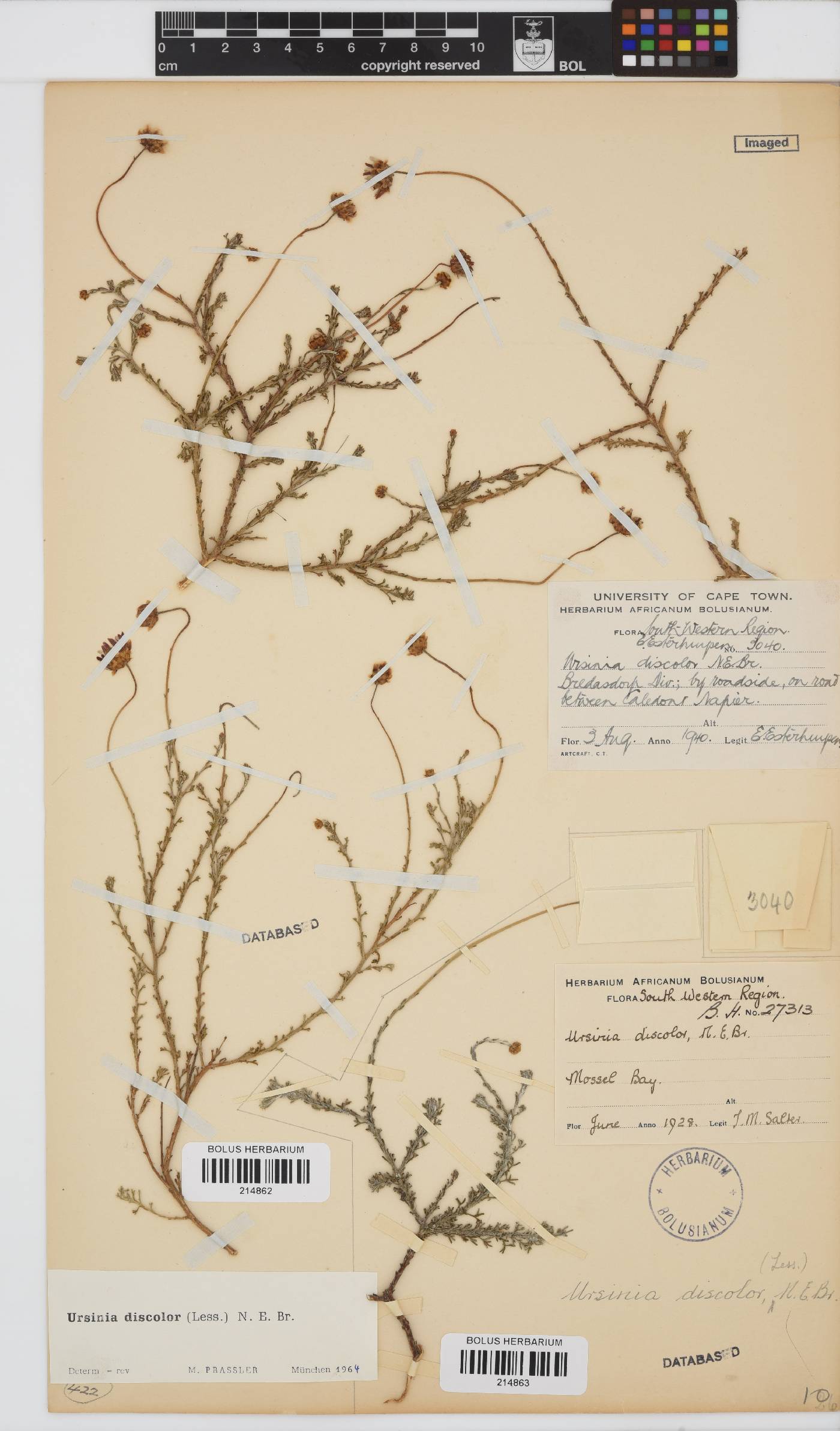Ursinia discolor image