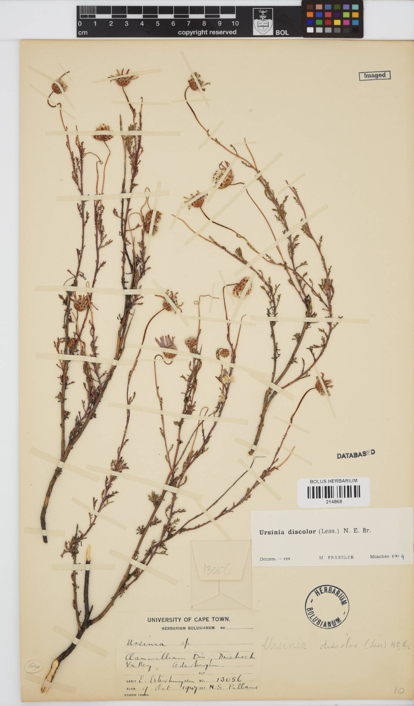 Ursinia discolor image