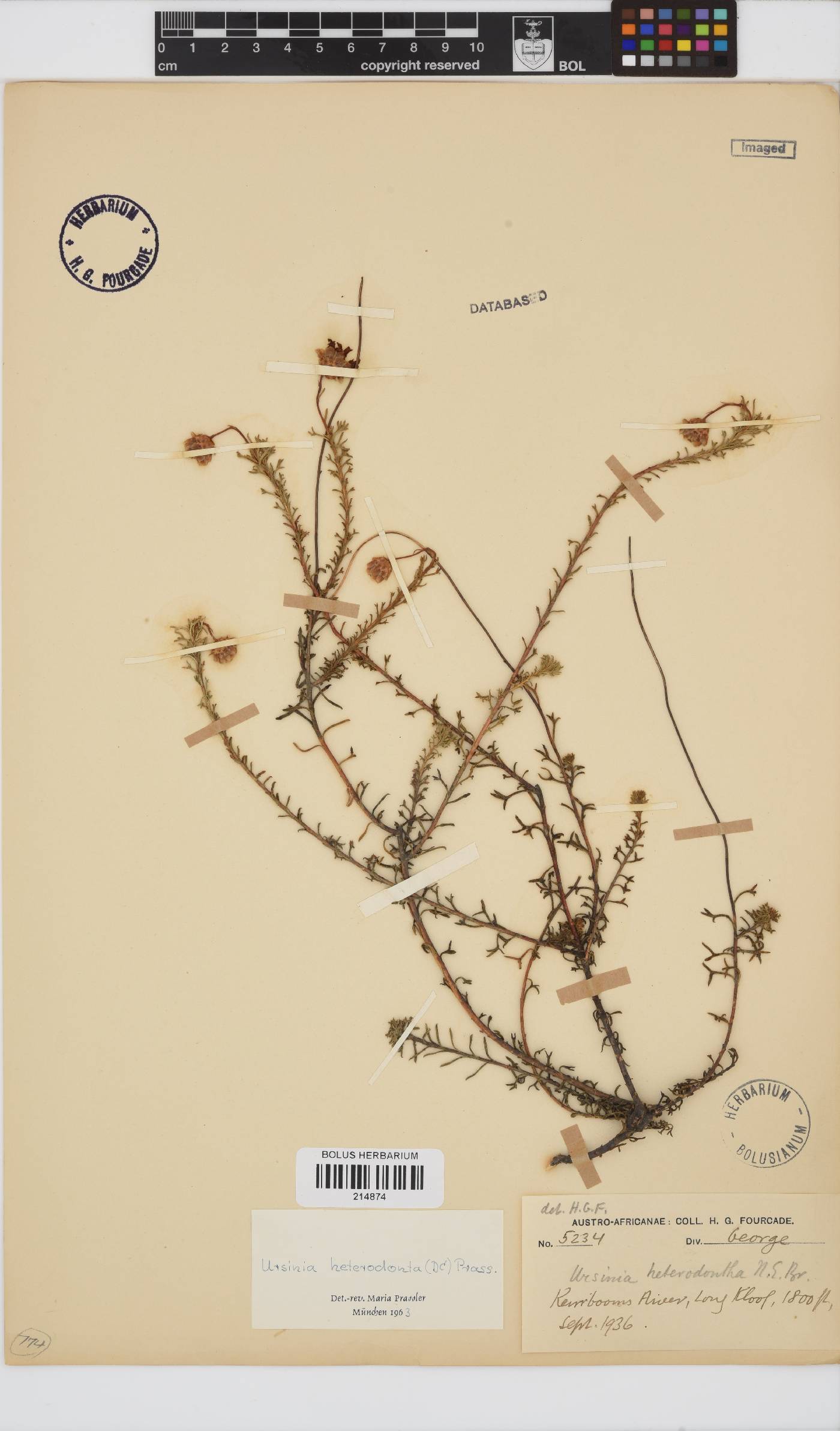 Ursinia heterodonta image