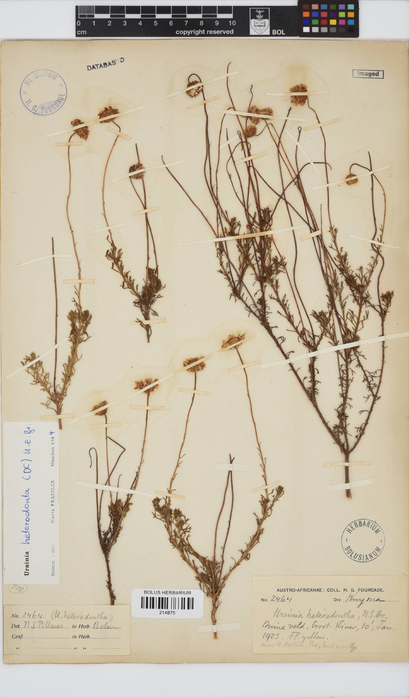 Ursinia heterodonta image