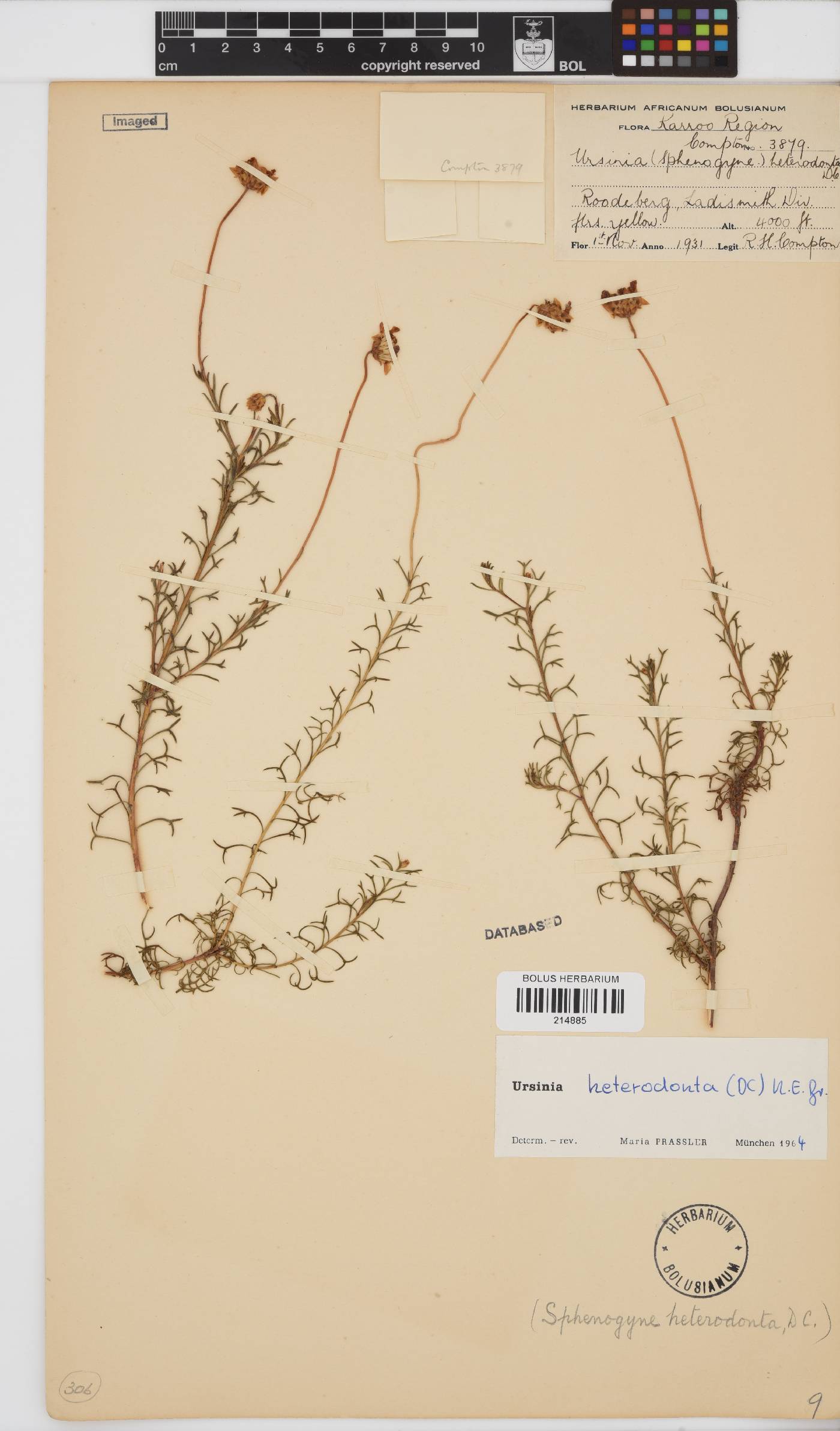 Ursinia heterodonta image