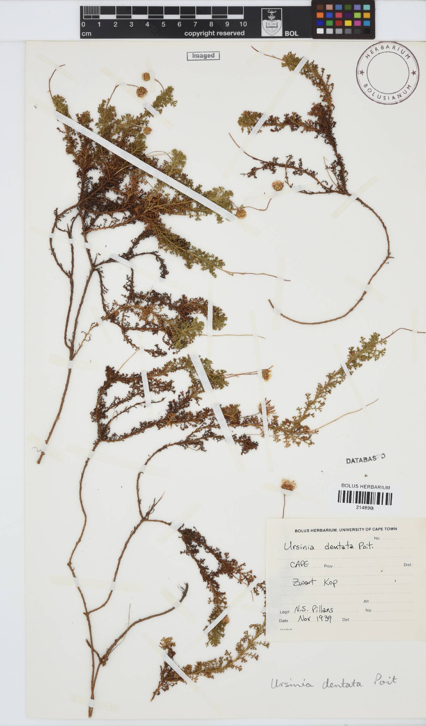 Ursinia dentata image