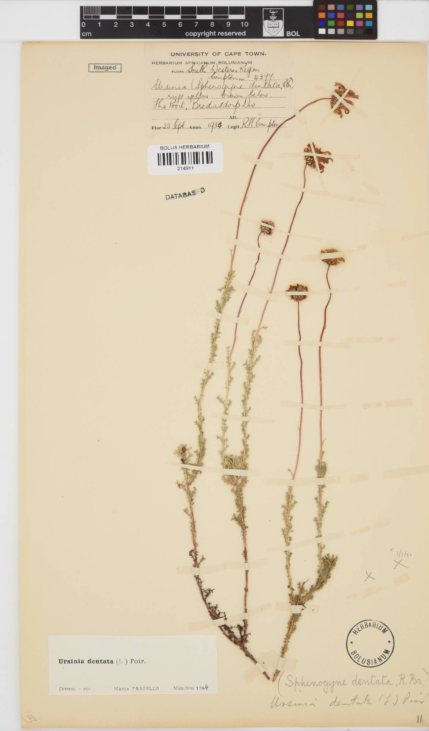 Ursinia dentata image