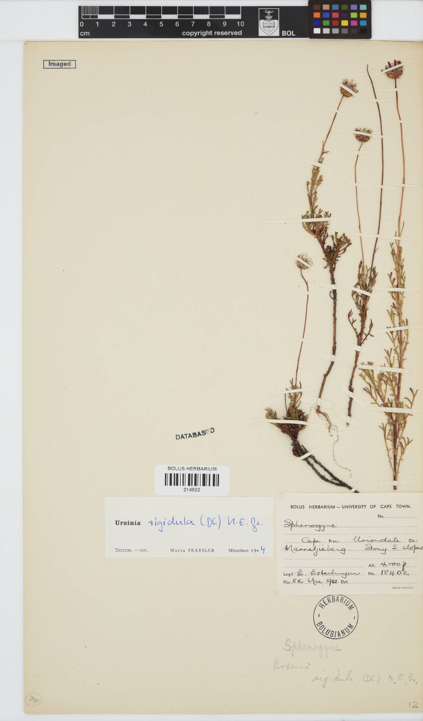 Ursinia rigidula image