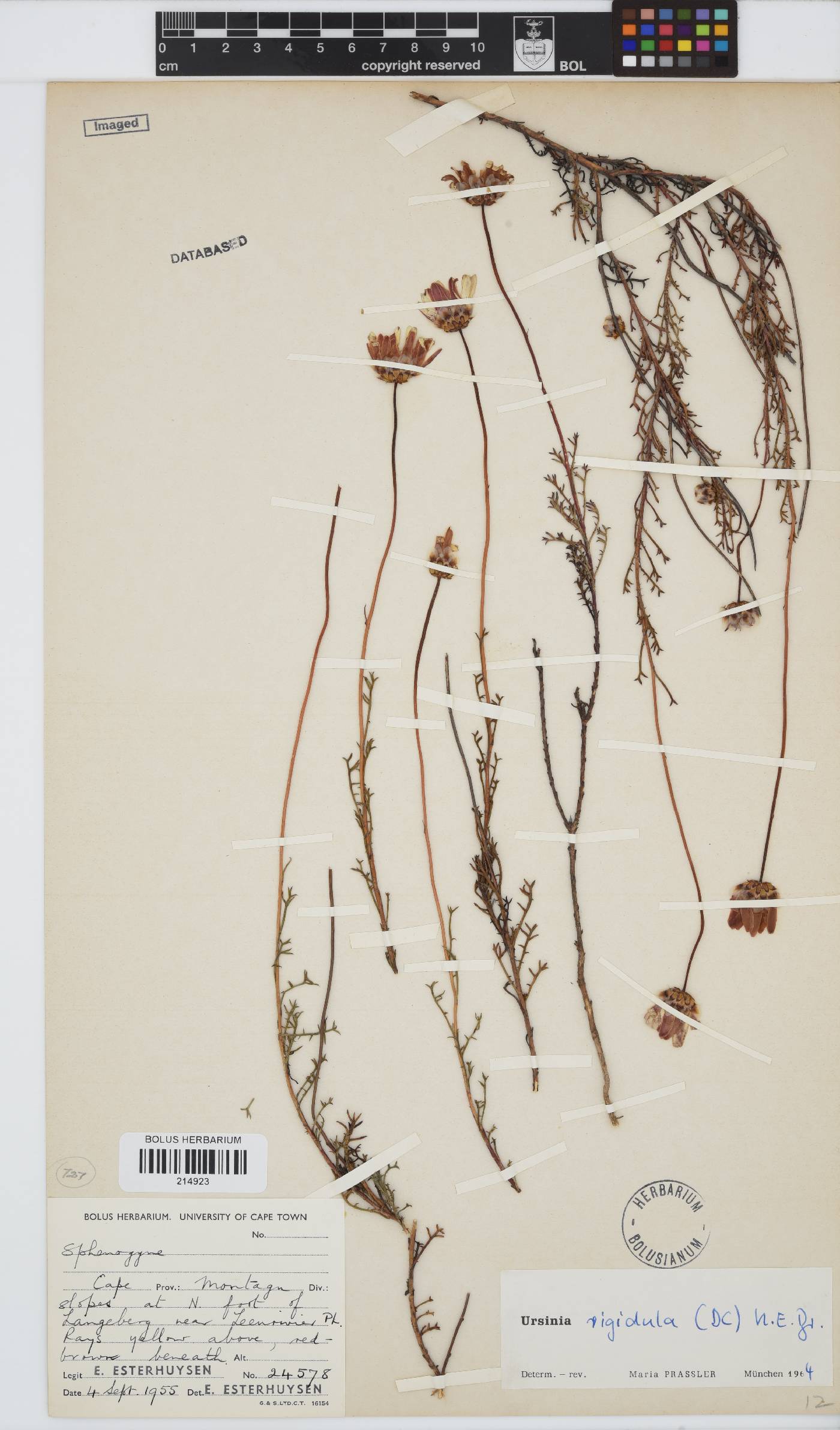 Ursinia rigidula image