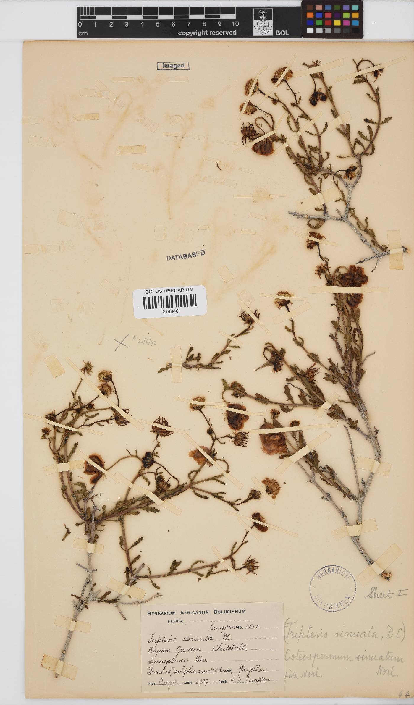 Osteospermum auriculatum image