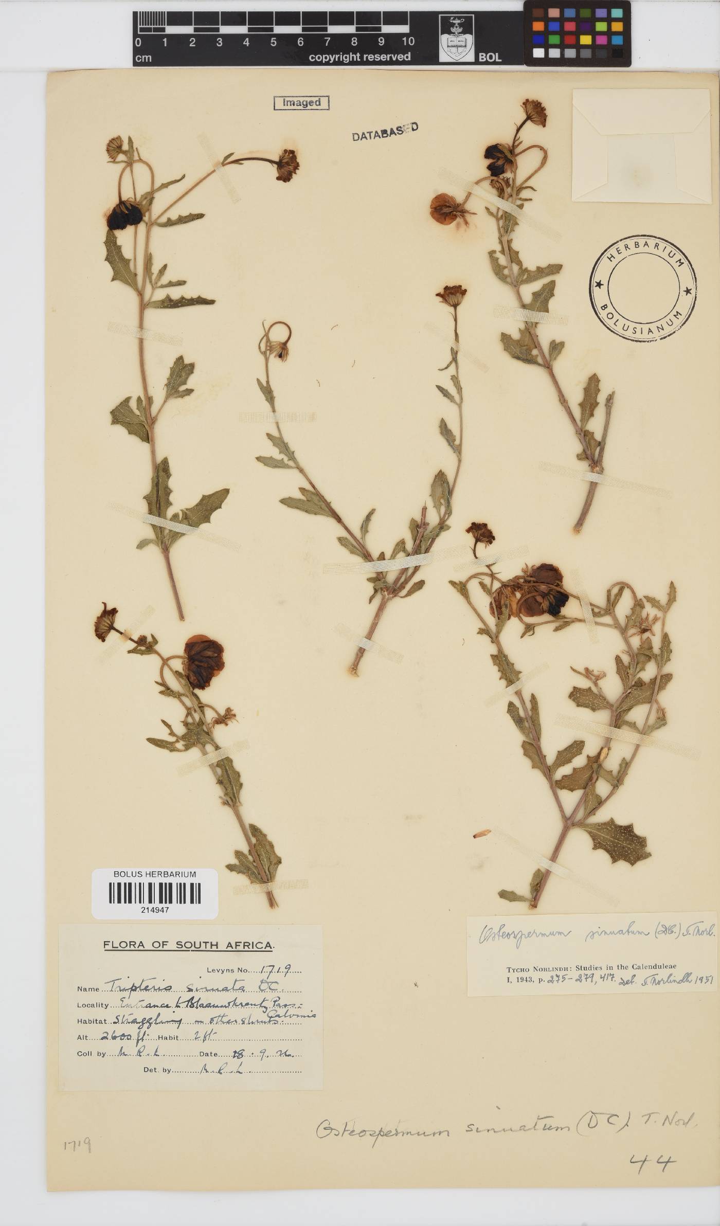 Osteospermum auriculatum image