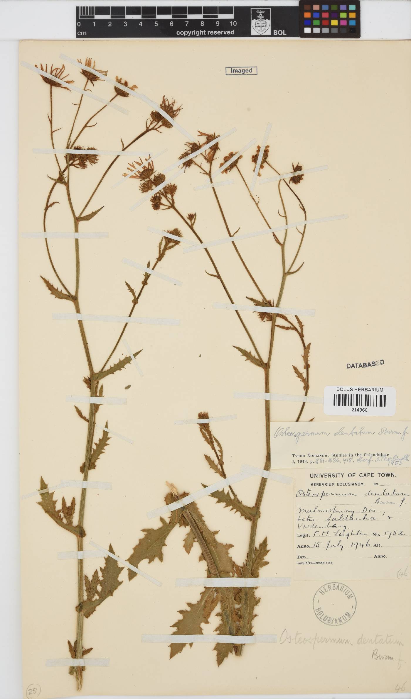 Osteospermum dentatum image