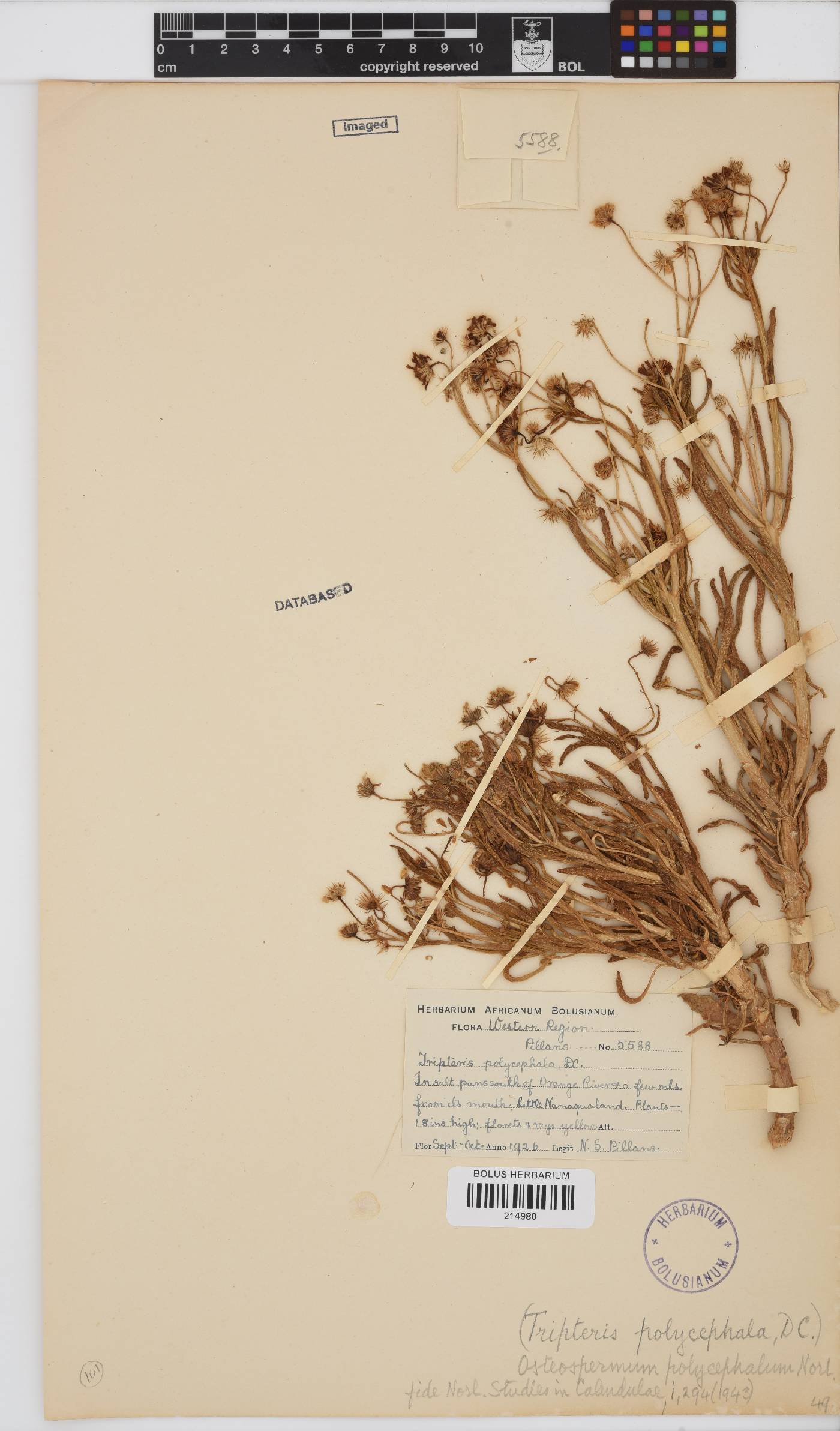Osteospermum polycephalum image