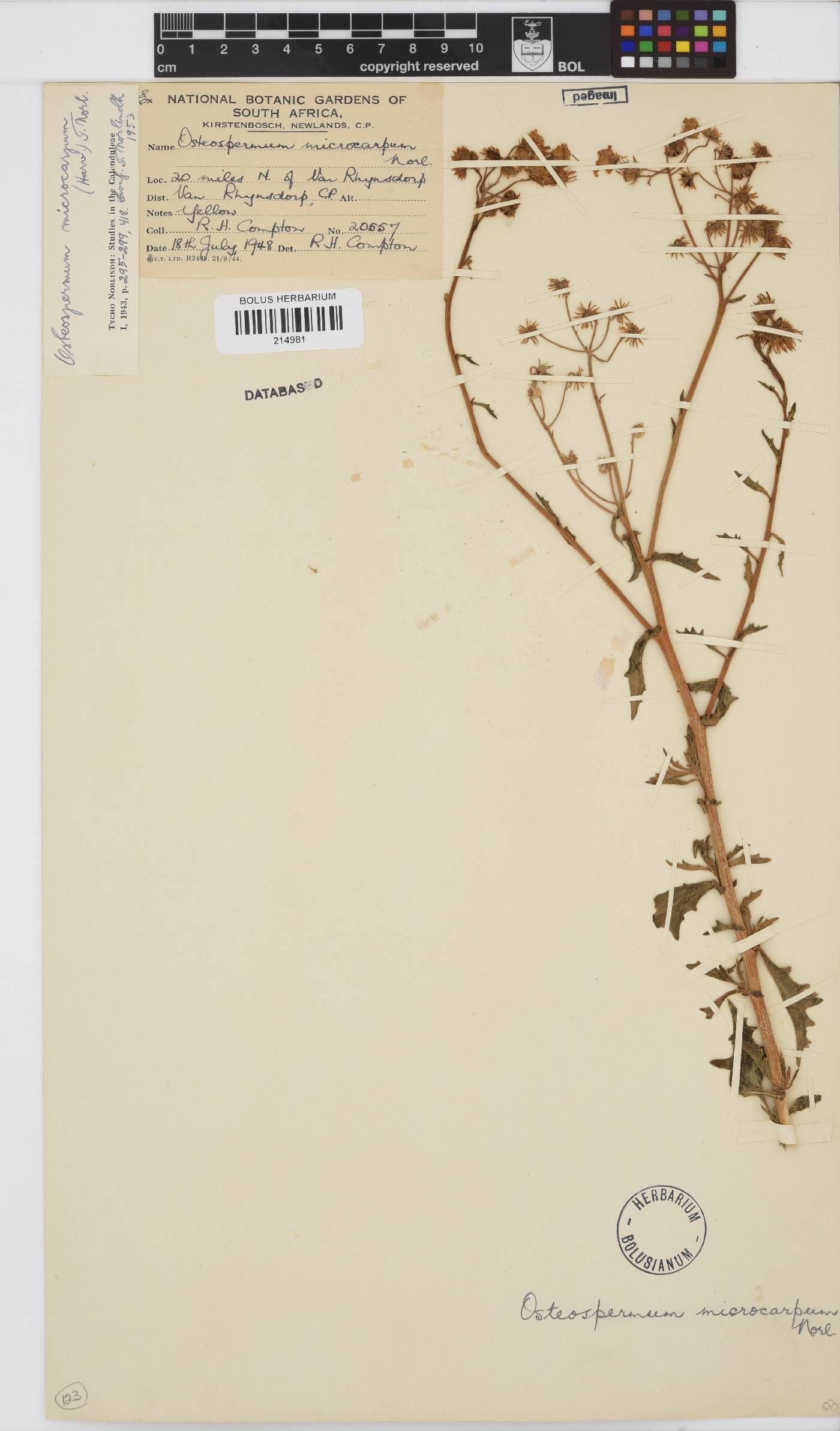 Osteospermum microcarpum image