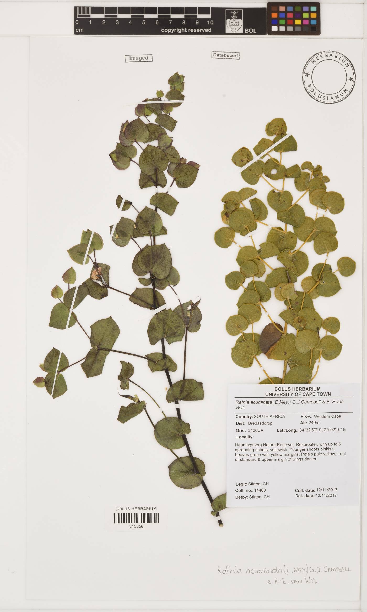 Rafnia acuminata image
