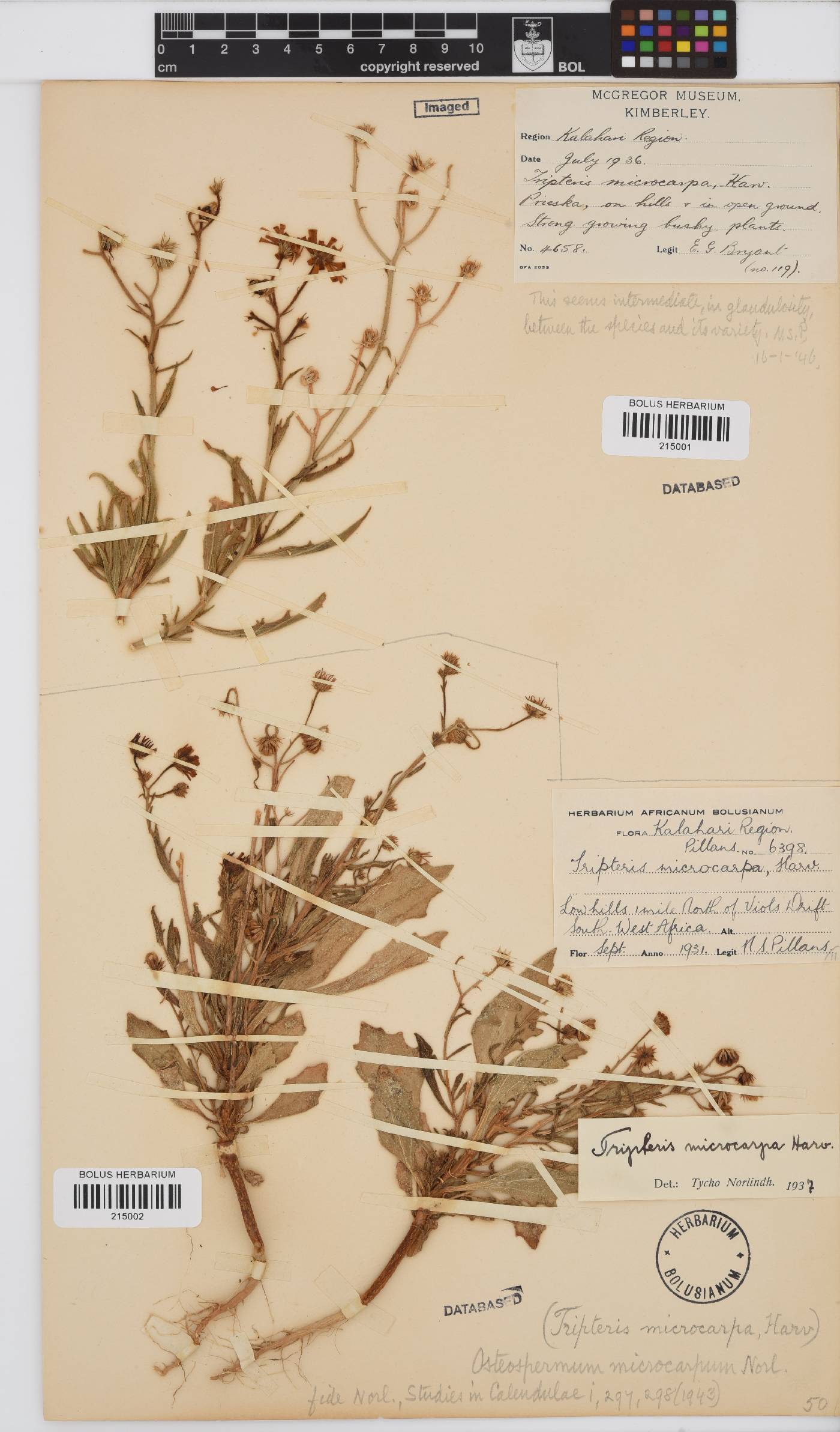 Osteospermum microcarpum subsp. microcarpum image