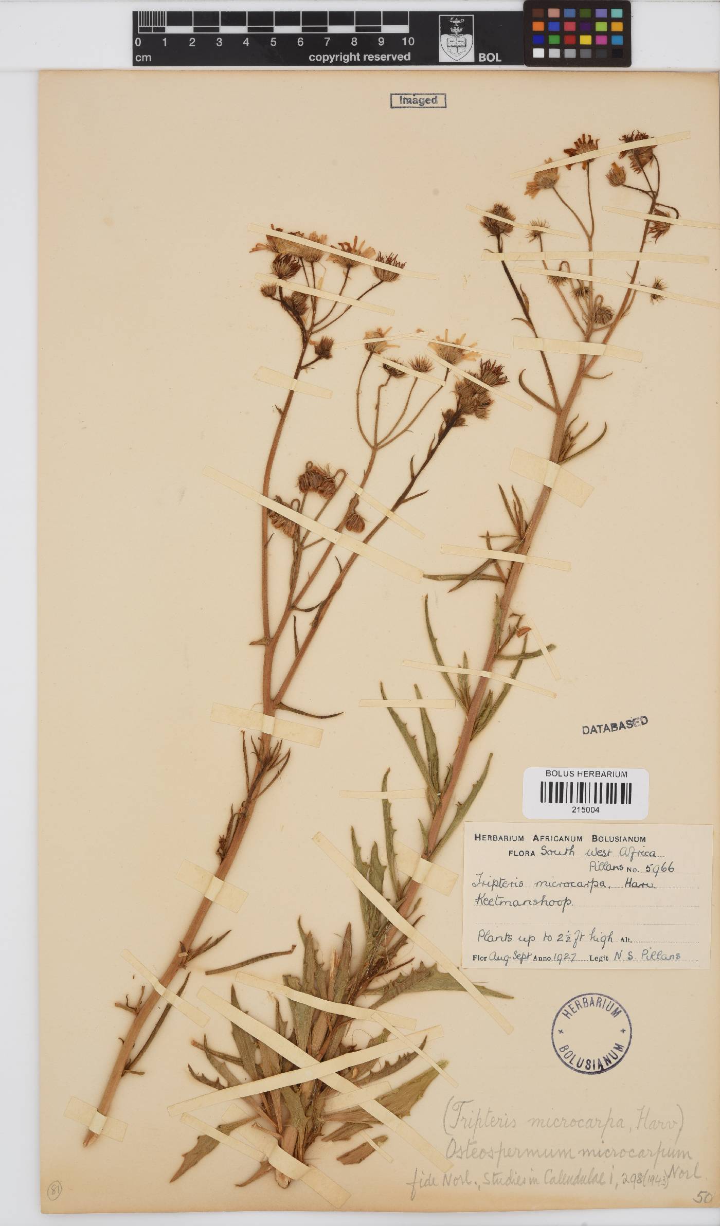 Osteospermum microcarpum subsp. microcarpum image