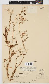 Osteospermum microcarpum image