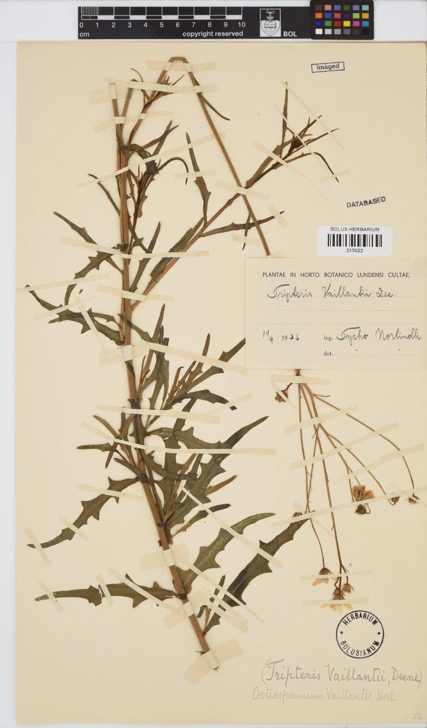 Osteospermum vaillantii image
