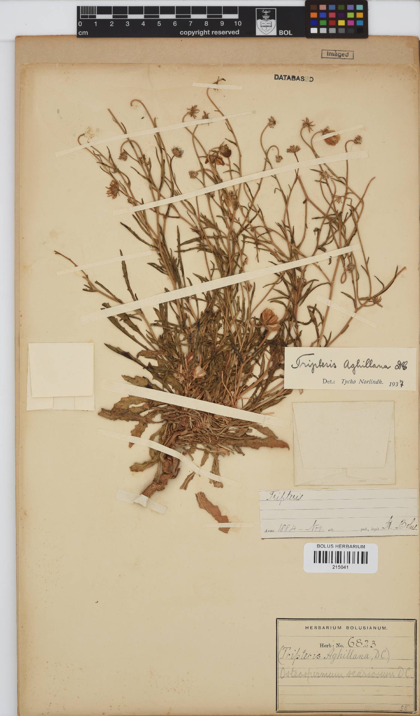 Osteospermum scariosum image