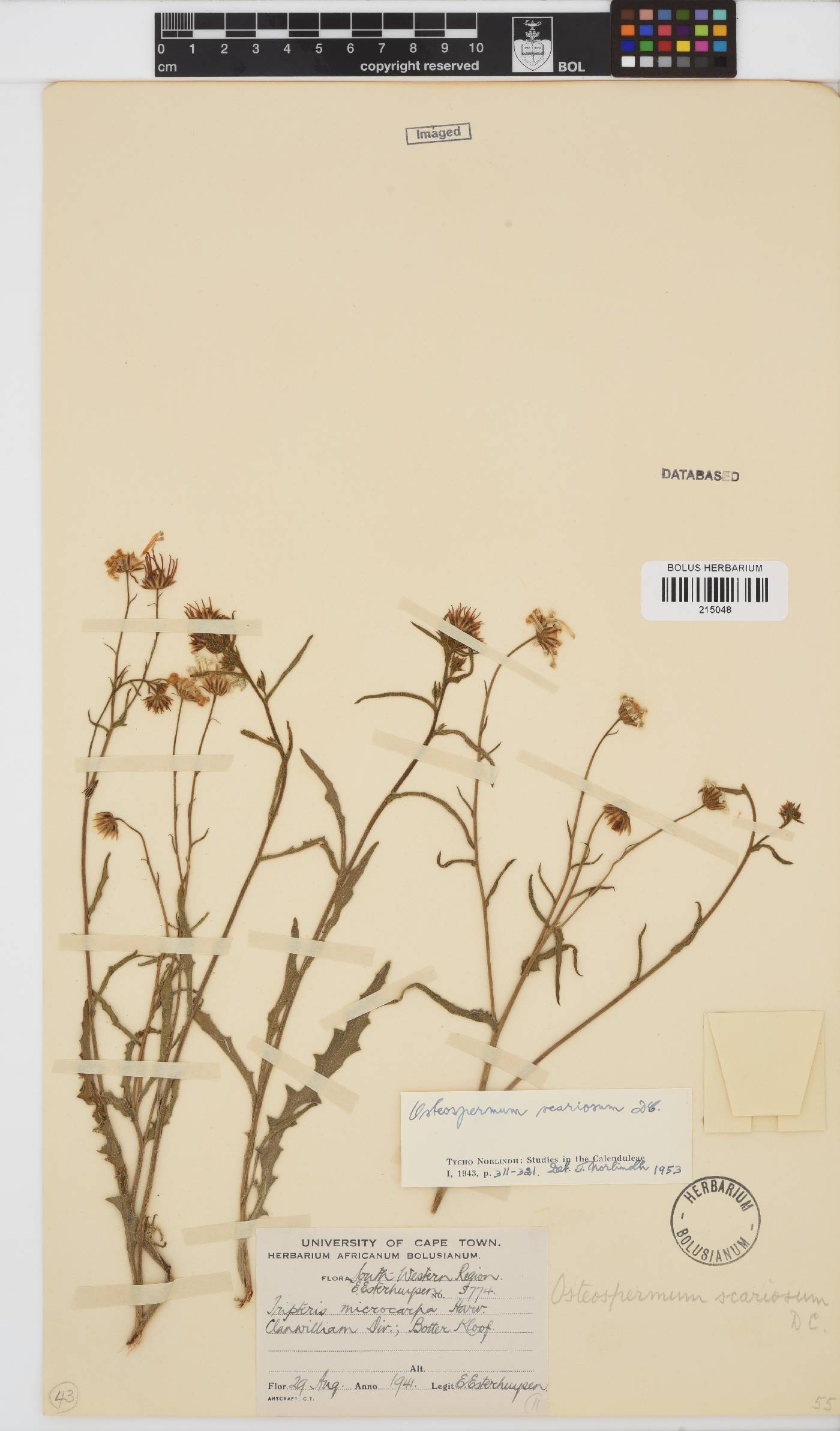 Osteospermum scariosum image