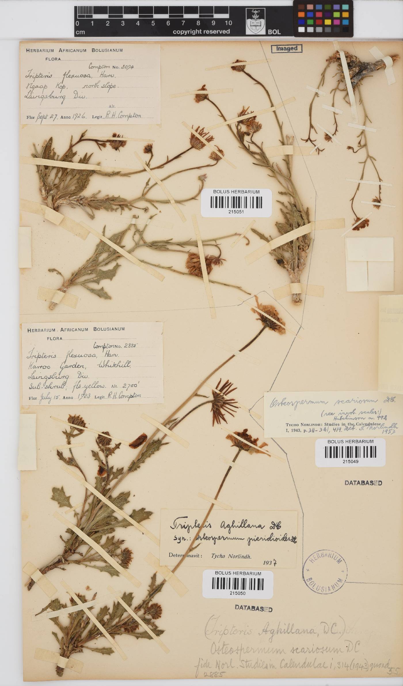 Osteospermum scariosum image
