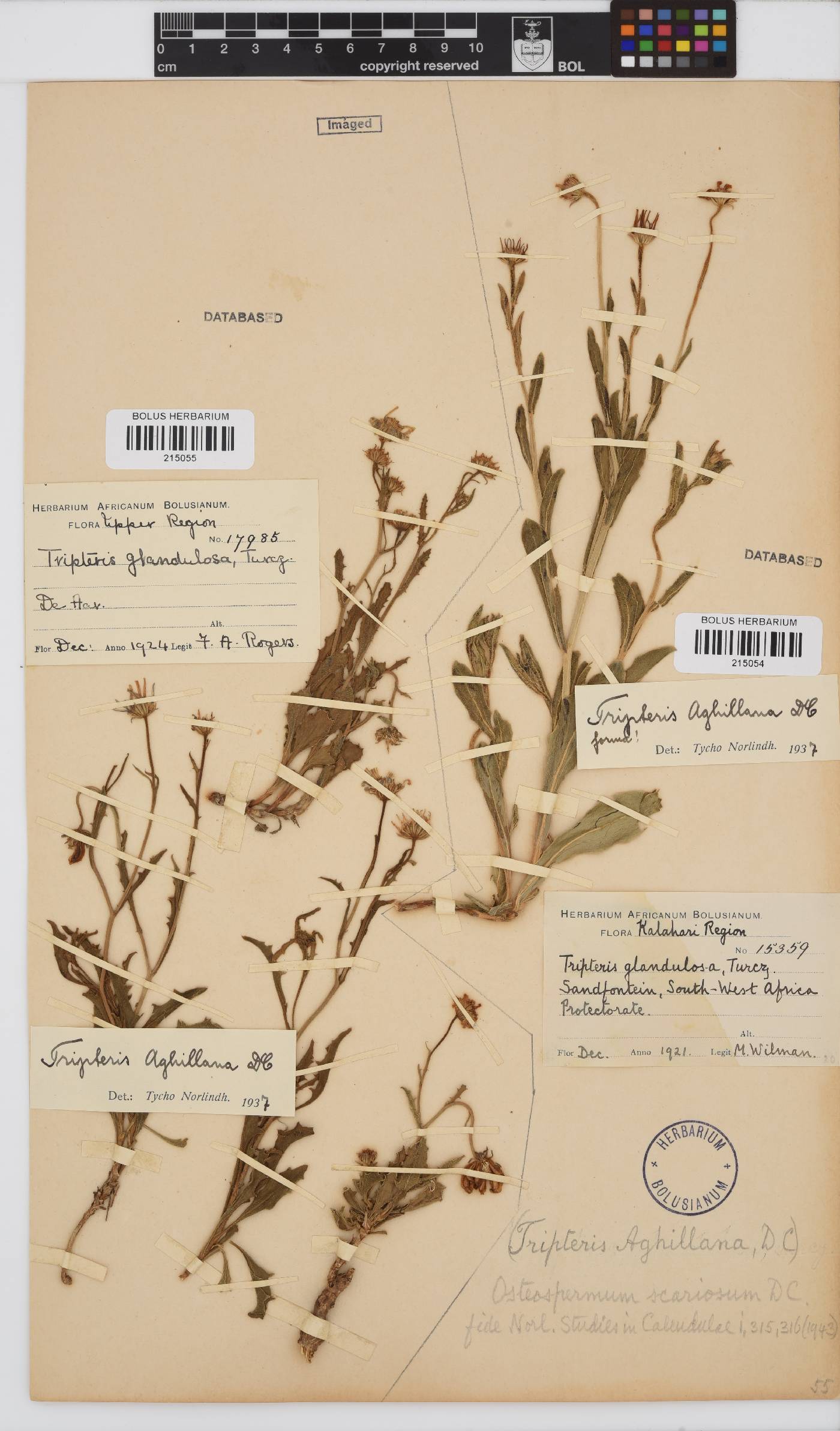 Osteospermum scariosum var. scariosum image