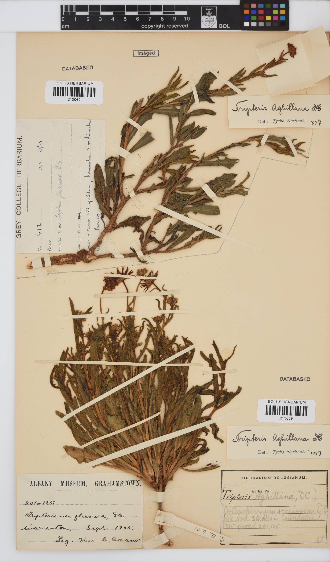 Osteospermum scariosum var. scariosum image