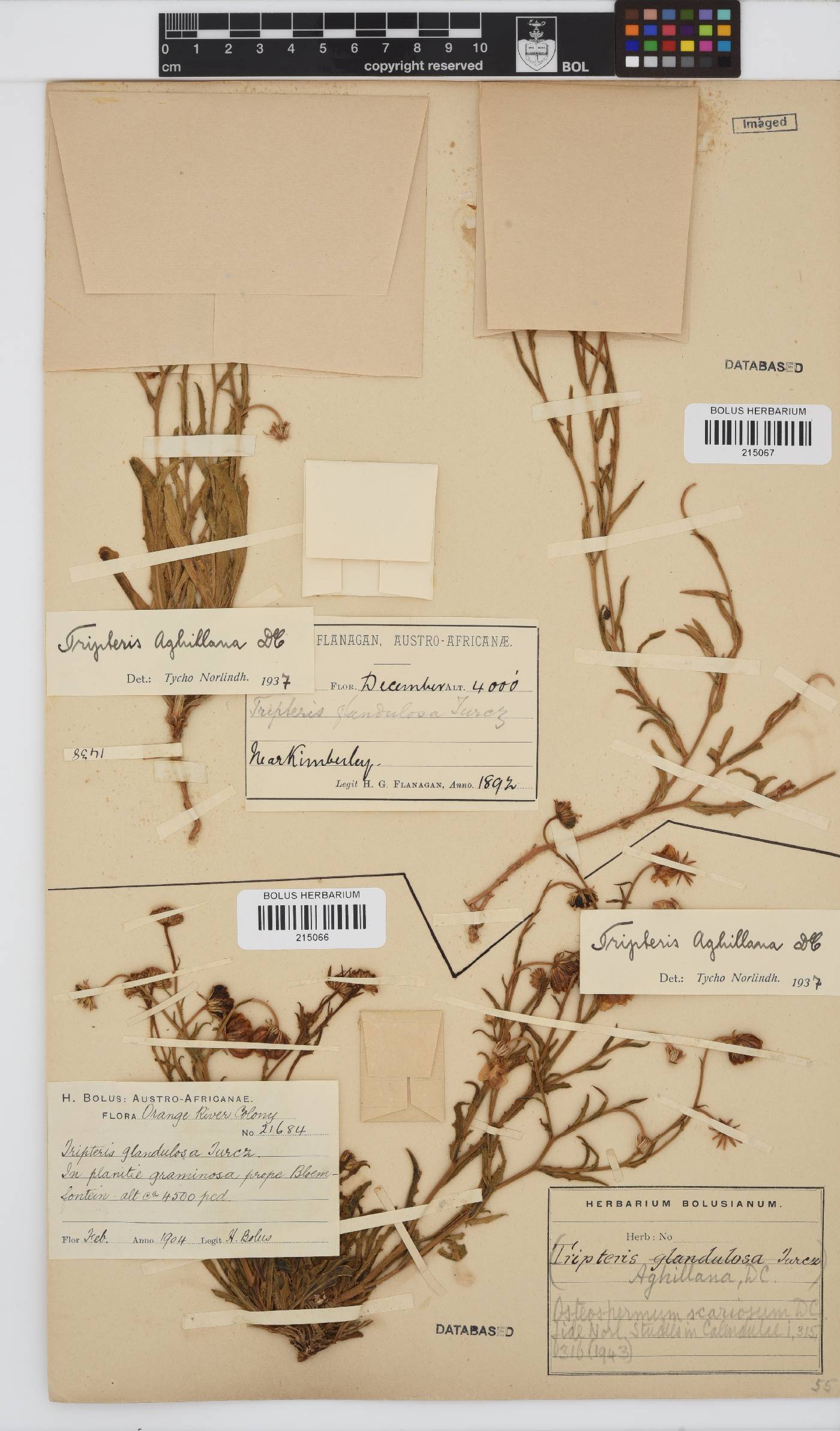 Osteospermum scariosum var. scariosum image