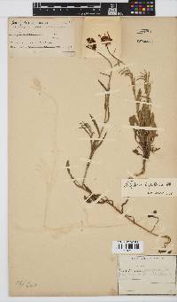 Osteospermum scariosum var. scariosum image